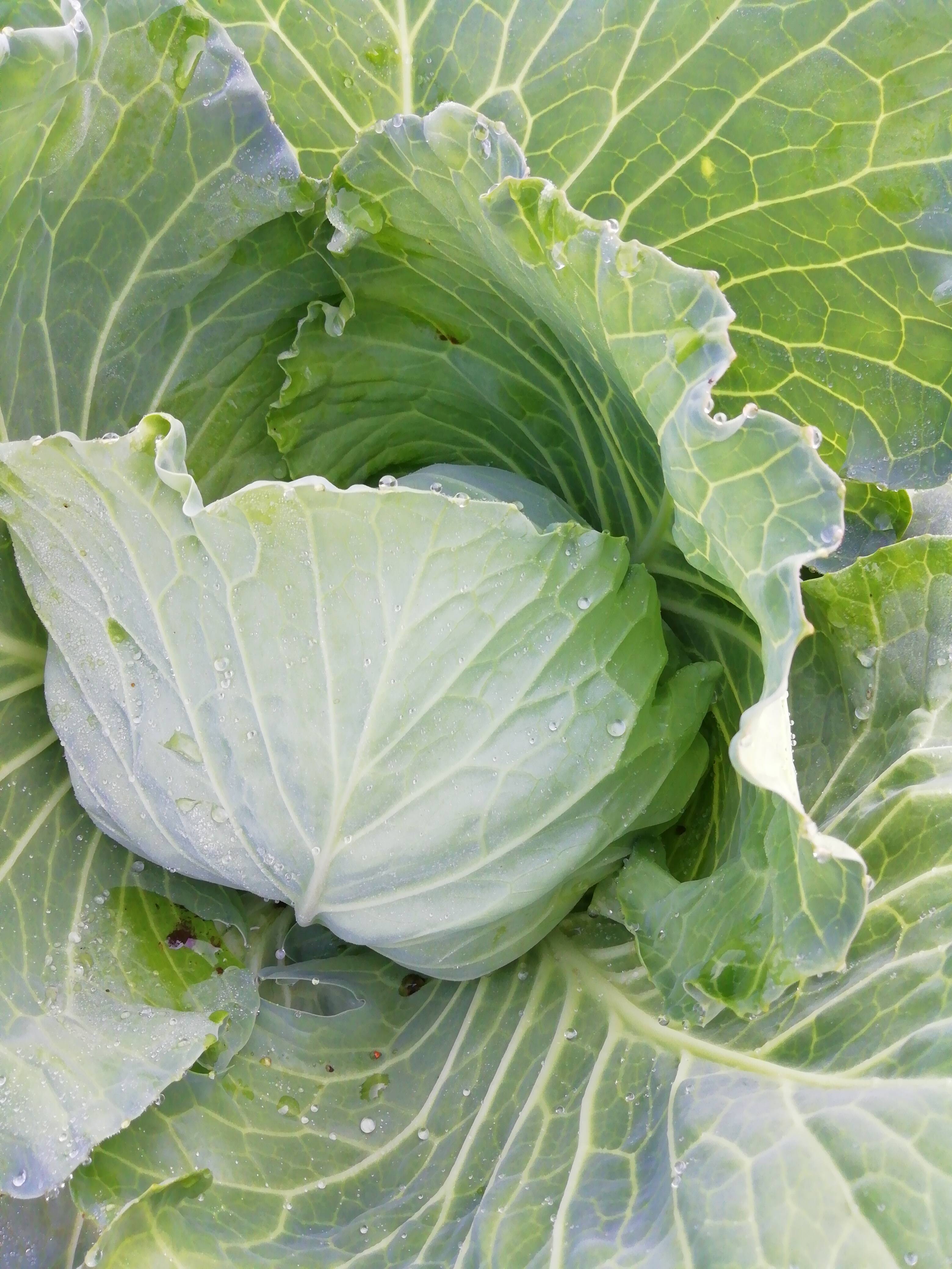 初回限定box 朝露したたる キャベツ２玉 ほうれん草２袋 千葉県産のキャベツ 食べチョク 産地直送 産直 お取り寄せ通販 農家 漁師から旬の食材を直送