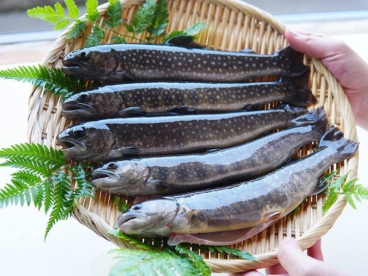 塩焼き用イワナ ふっくら香ばしい！焼き魚サイズ 5尾（100~120g/尾