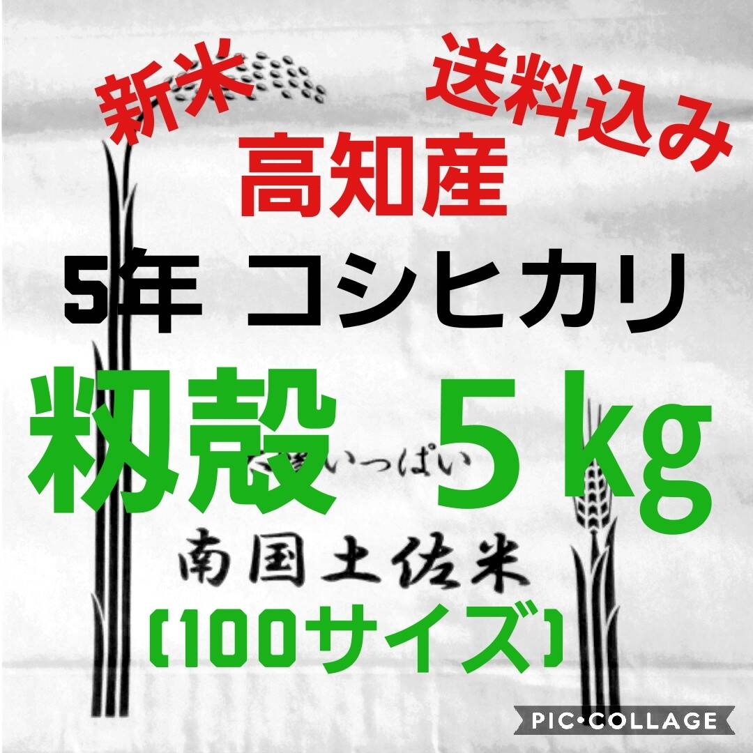 令和5年産 高知県産 新米 コシヒカリ 籾殻 5㎏(袋込み)：高知県産の