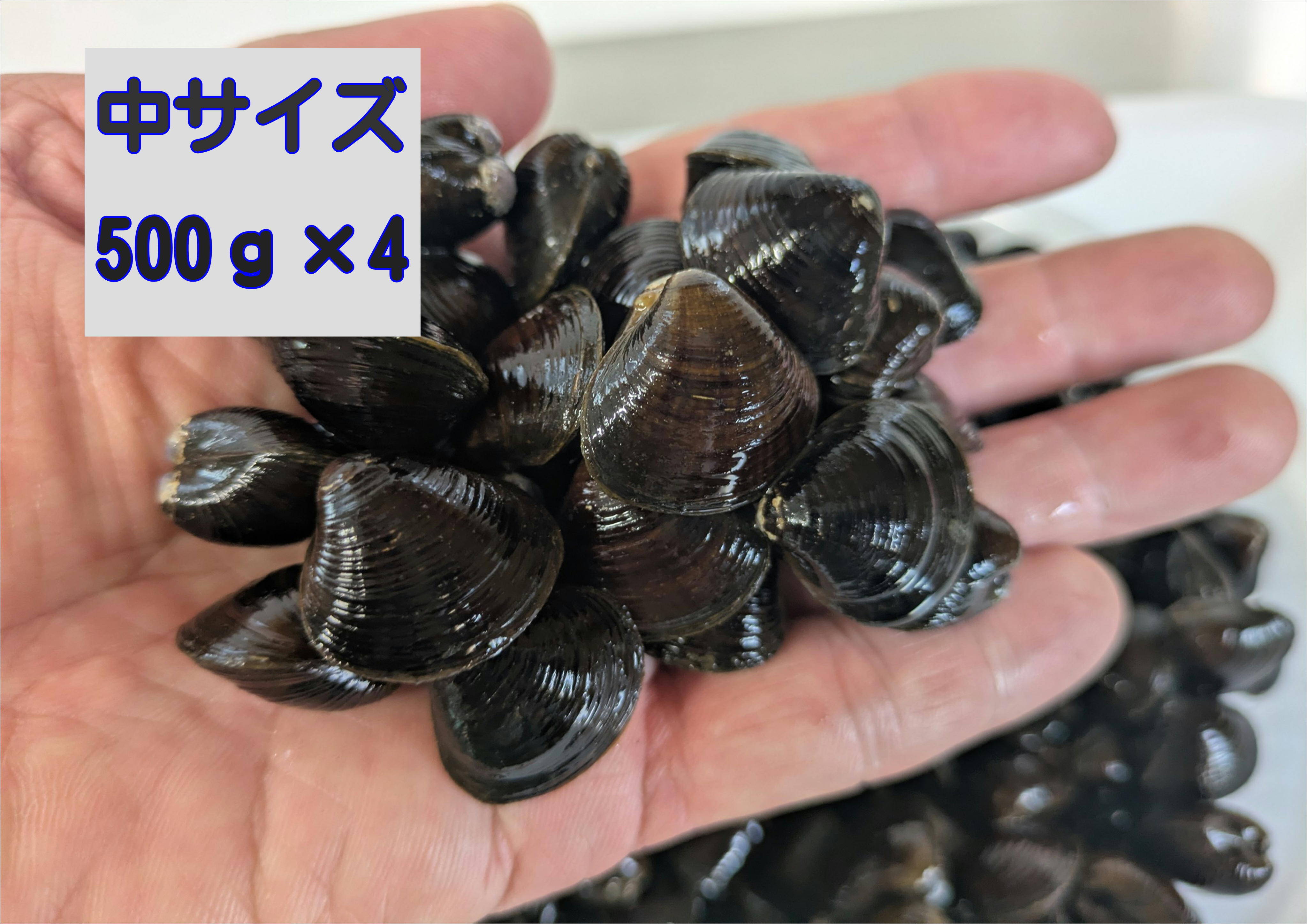 とれたて新鮮』十三湖産大和しじみ（砂抜き済み） 中サイズ500g×4P 