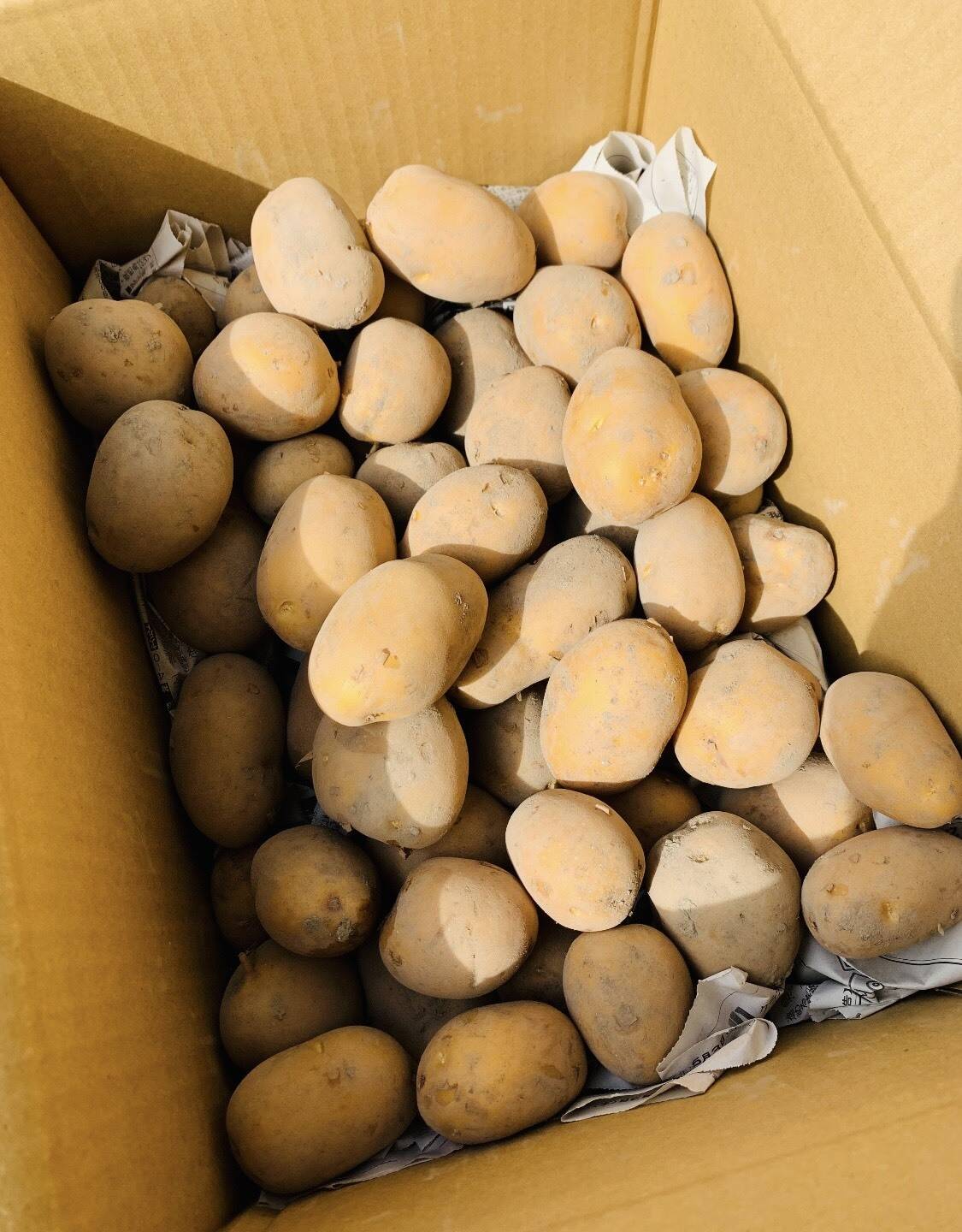 農薬化学肥料不使用 新じゃが【インカのめざめ】＆ローズマリー少量