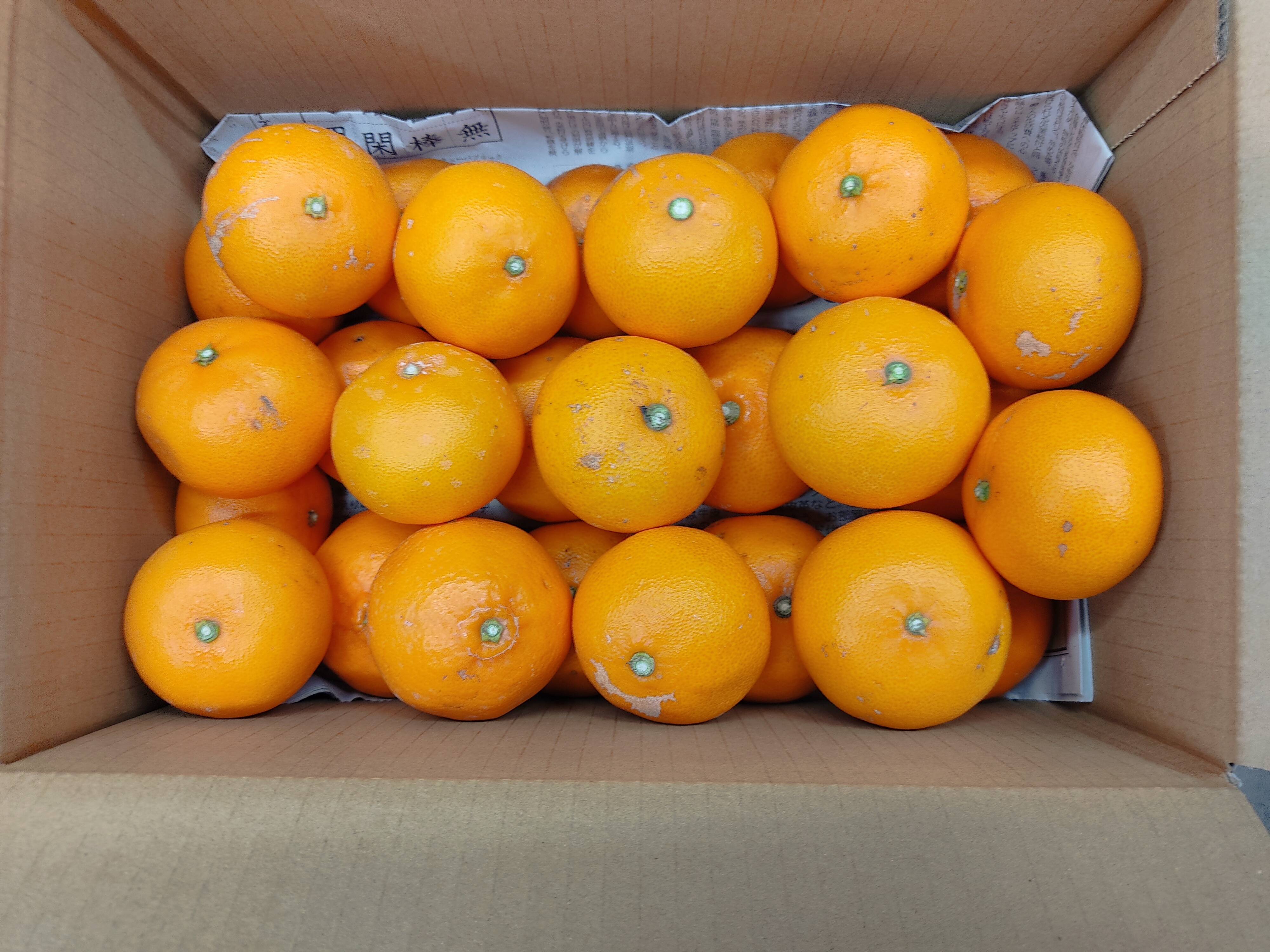 メロン　小玉せとか4kg×２箱ぐるりん 667ece81b70069c09d8ca91d2e907c