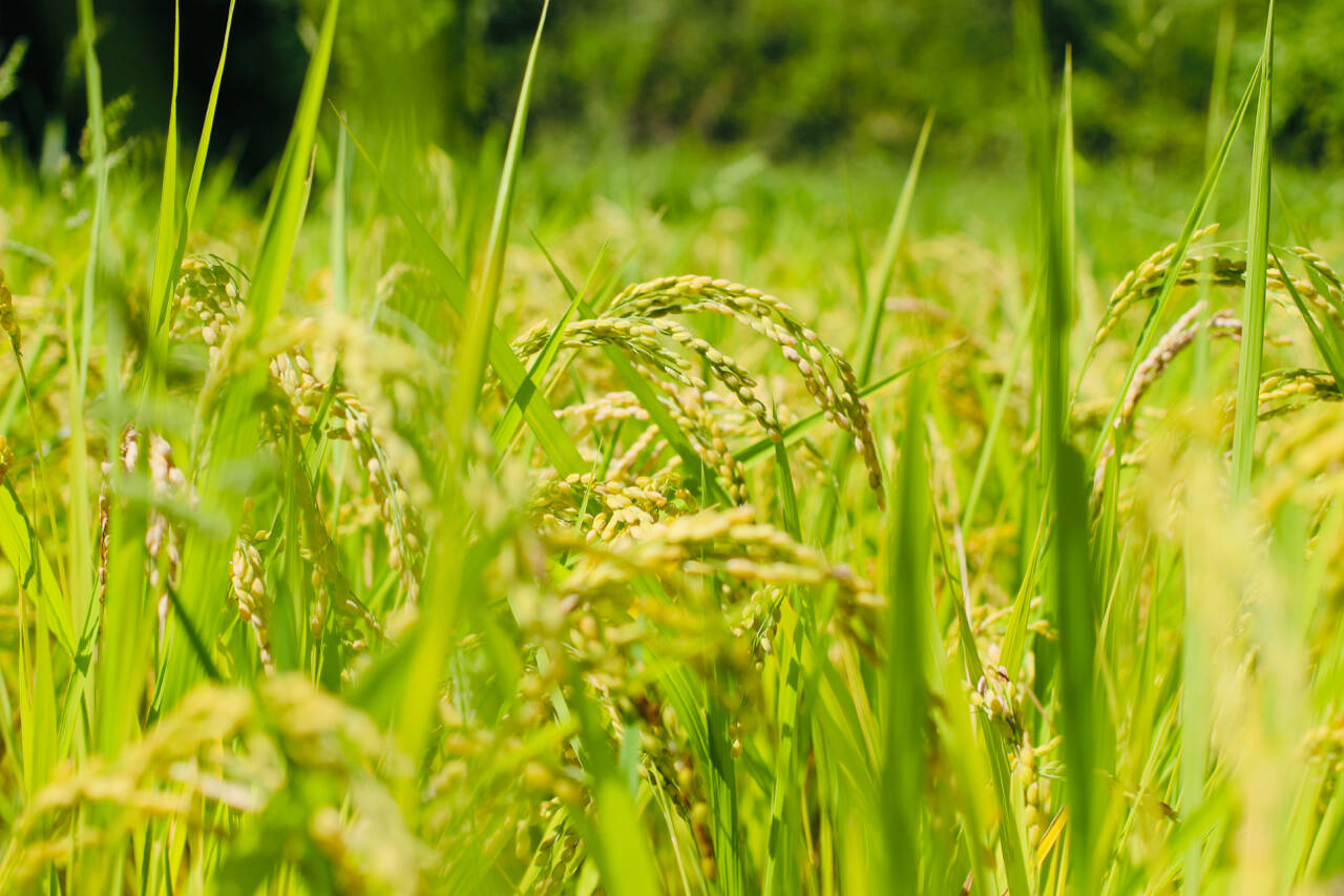 熊本在来米「穂増」 自然栽培（天日干し）玄米 20kg：熊本県産のお米