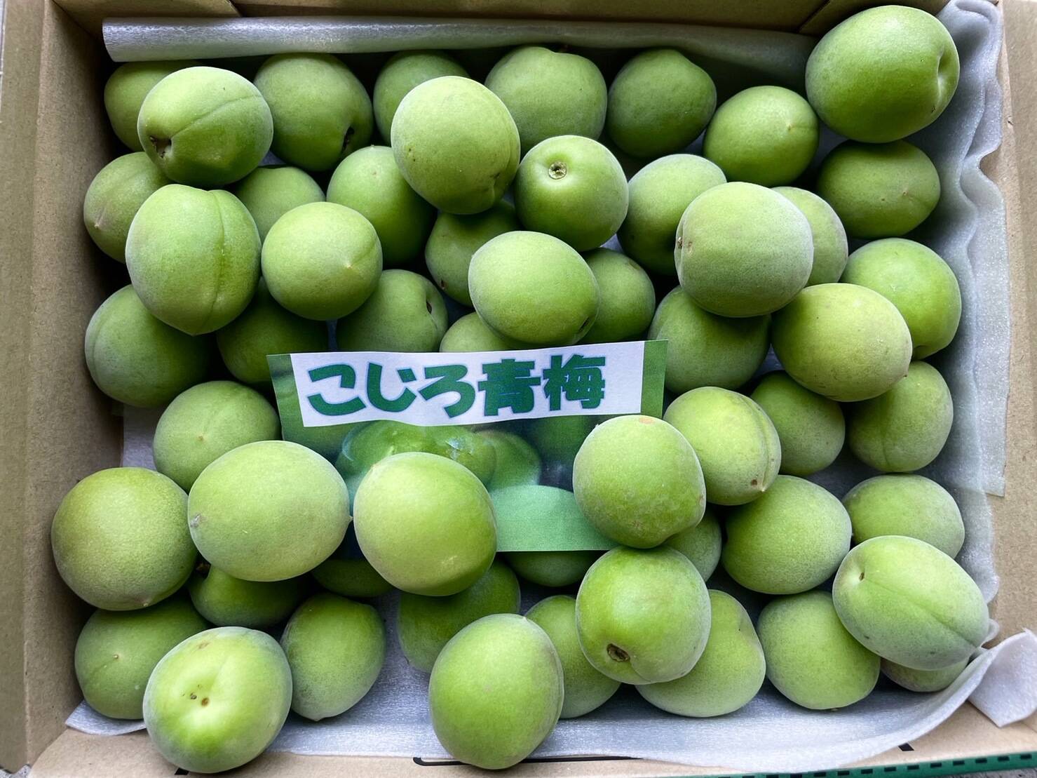 レビュー投稿で選べる特典 和歌山県産青梅 約10kg 箱込み 古城梅