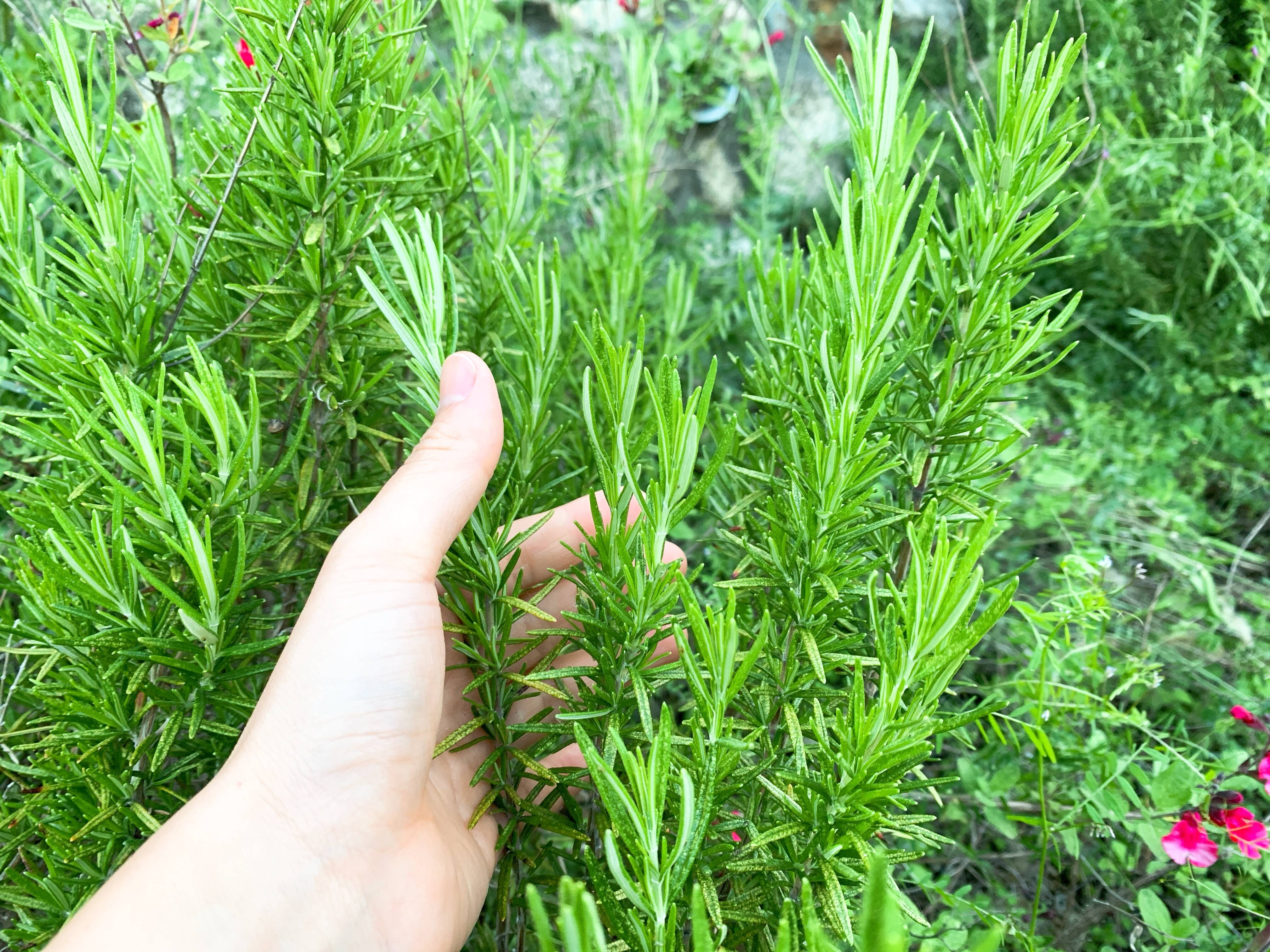 ローズマリー様 リクエスト 5点 まとめ商品 マリー様 リクエスト 2点 まとめ商品 ローズマリー様 リクエスト 2点