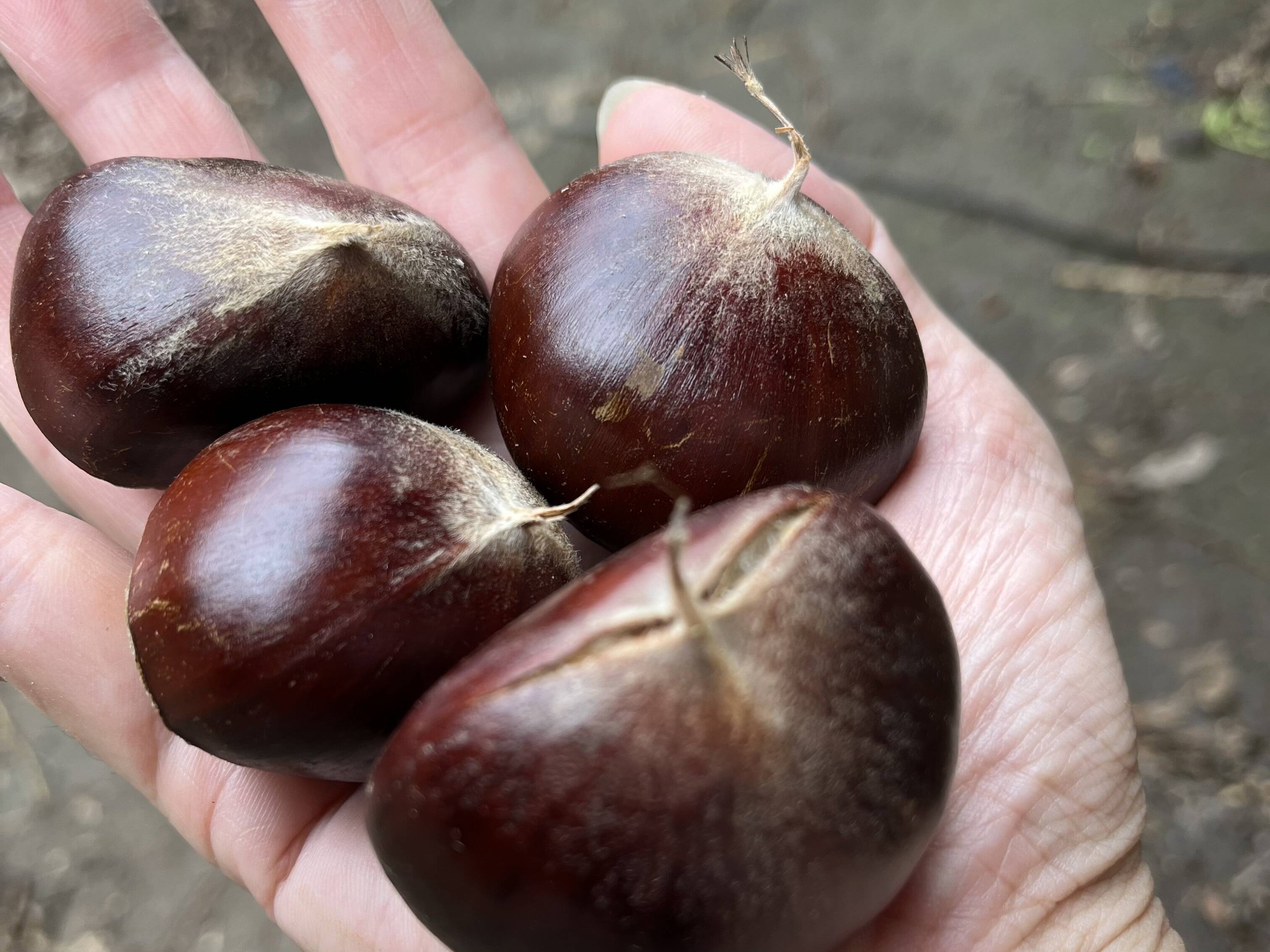 ぷっくり利平栗 【栗の王様】1kg 大きさバラバラ：埼玉県産の利平