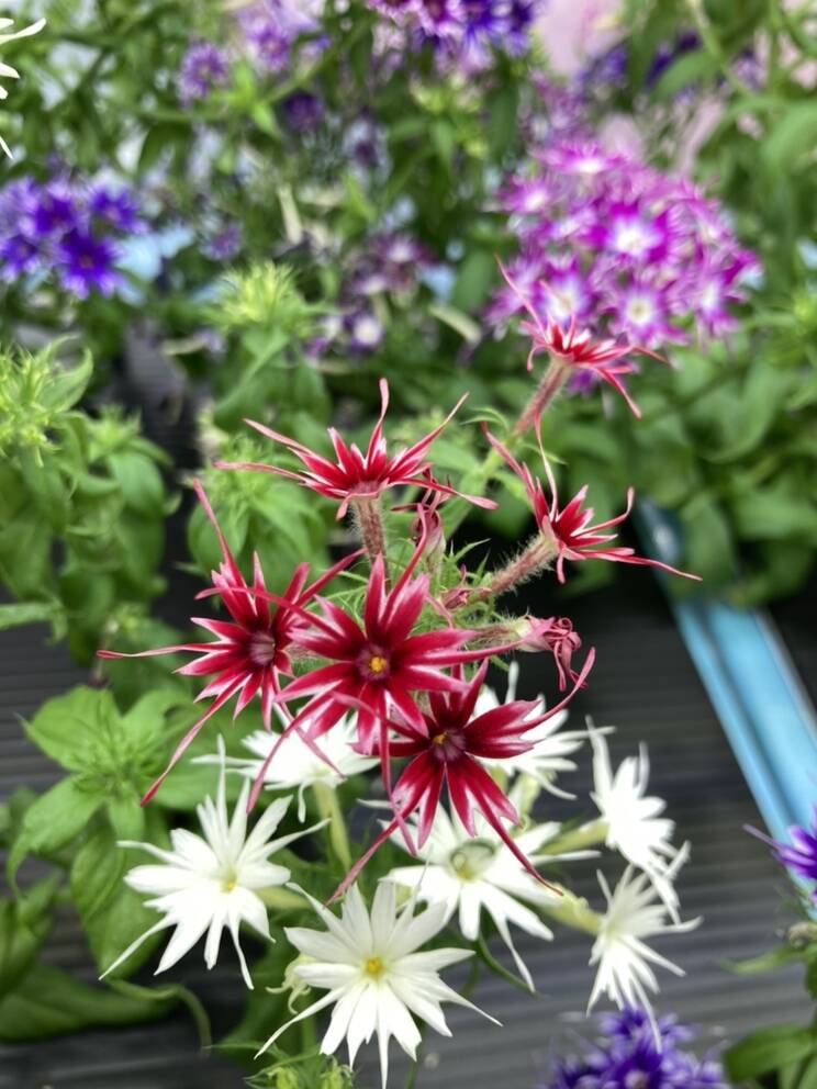 クール便》【岐阜産】可愛さ満点♪彩り豊か♪ エディブルフラワー