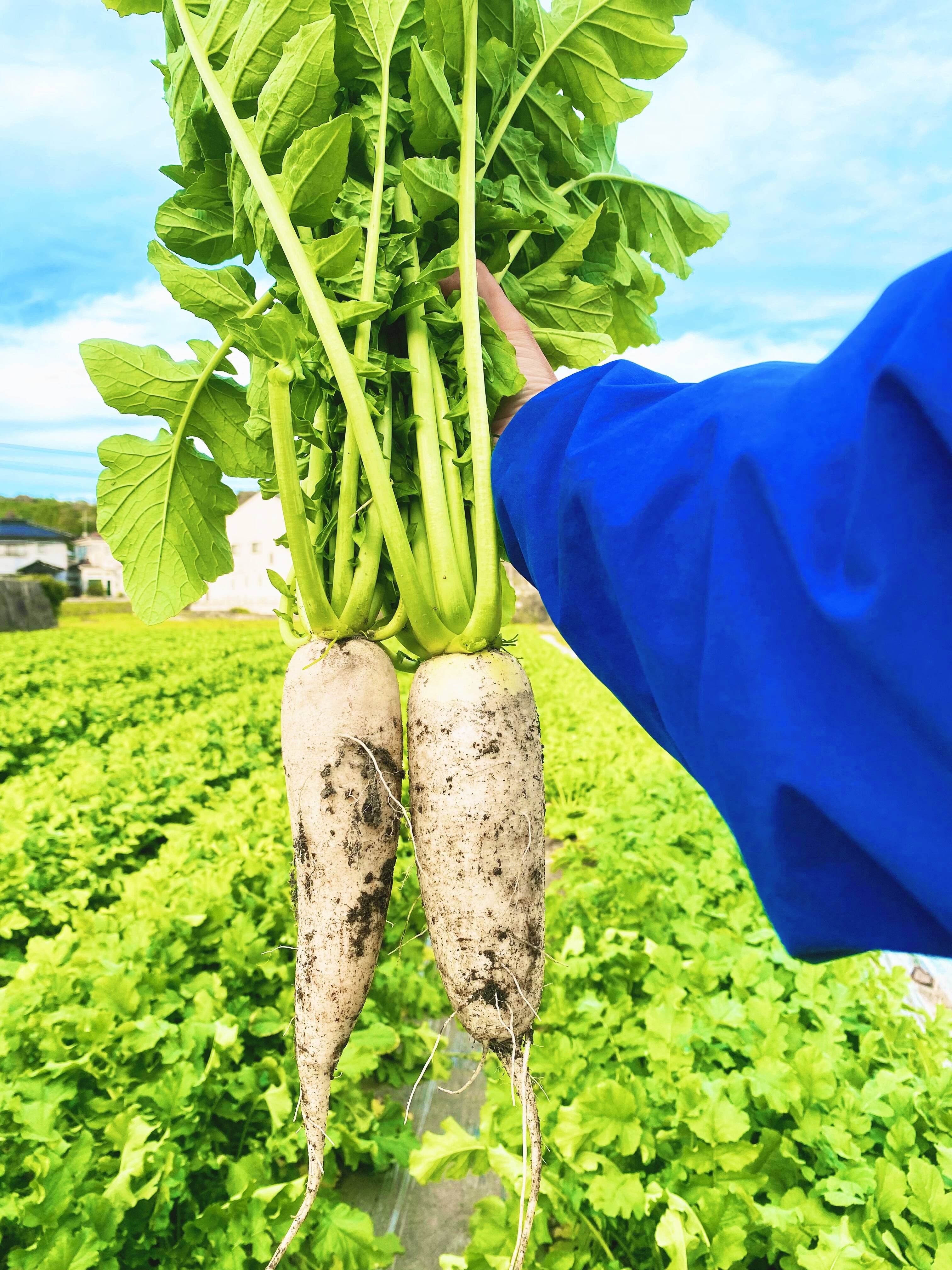 専用　里芋　農薬不使用　やはた芋 670ae0d11936b6ef448a0f526a35bc