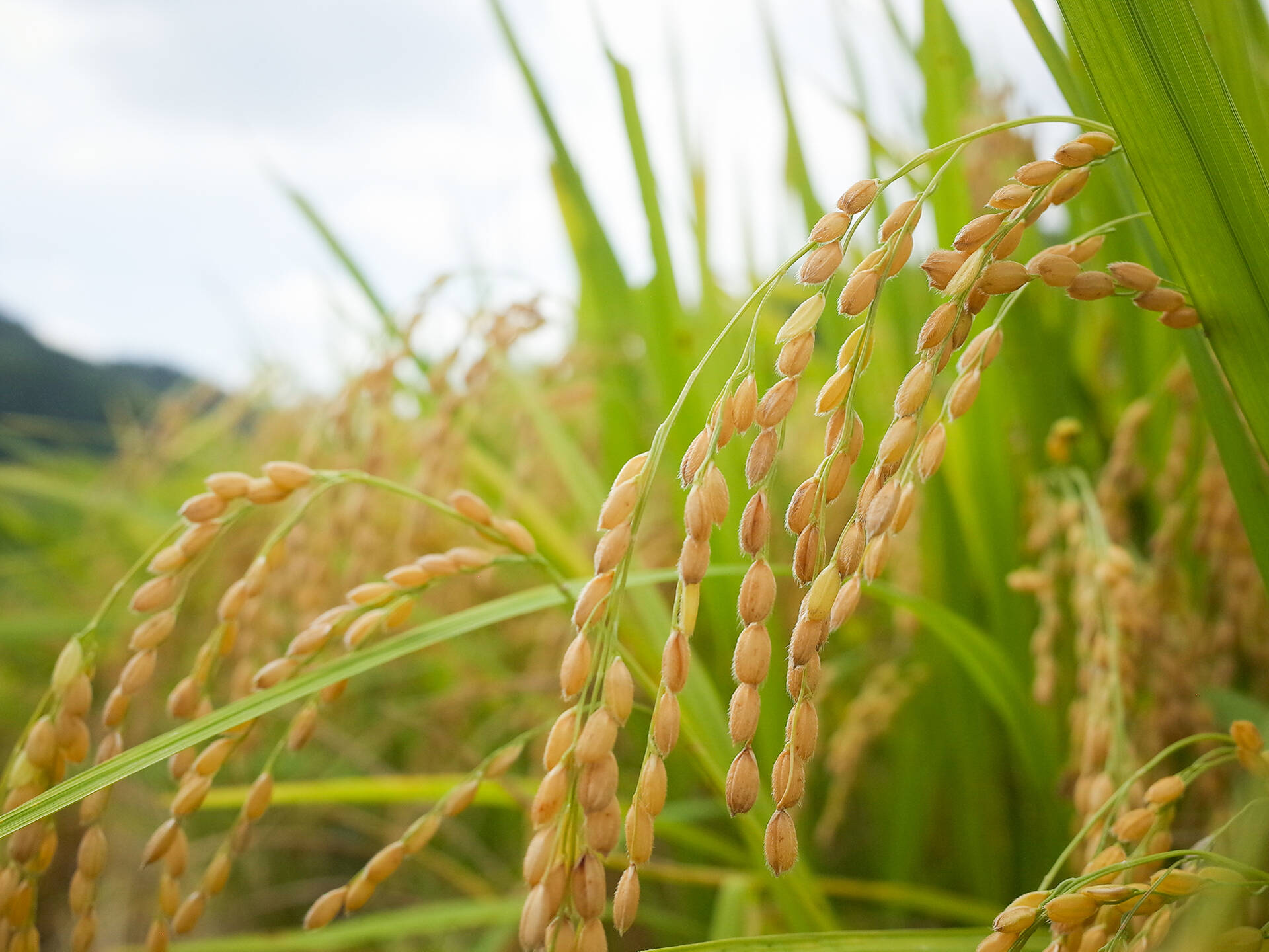 令和7年 新米】【玄米】岡山県産 にじのきらめき 虹のきらめき 9kg