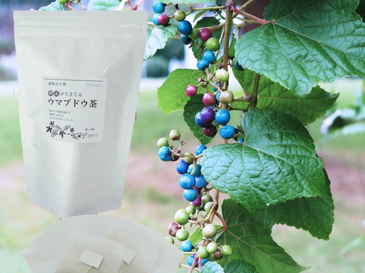 Rakuten　 野ブドウ茶　100g  発送日に新鮮袋詰め❗ 酒