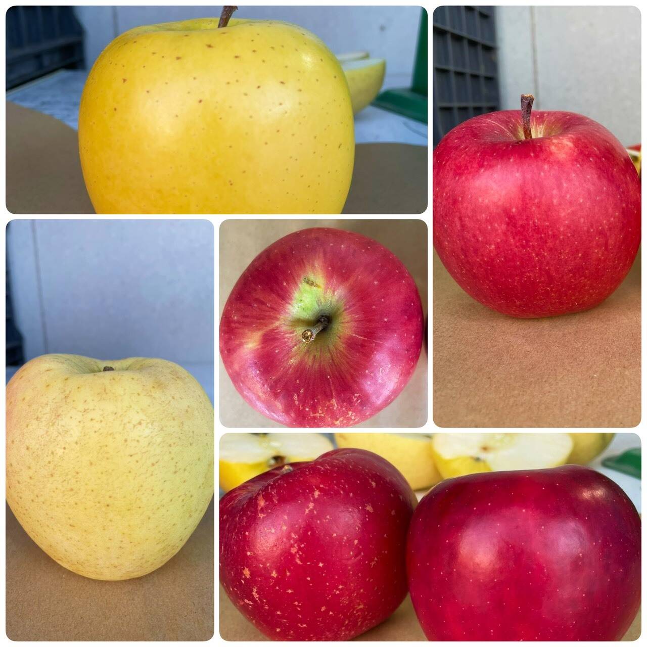 トトクレ　りんご りんごセレクト5種 （B品2㎏）：岩手県産のシナノゴールド｜食べ