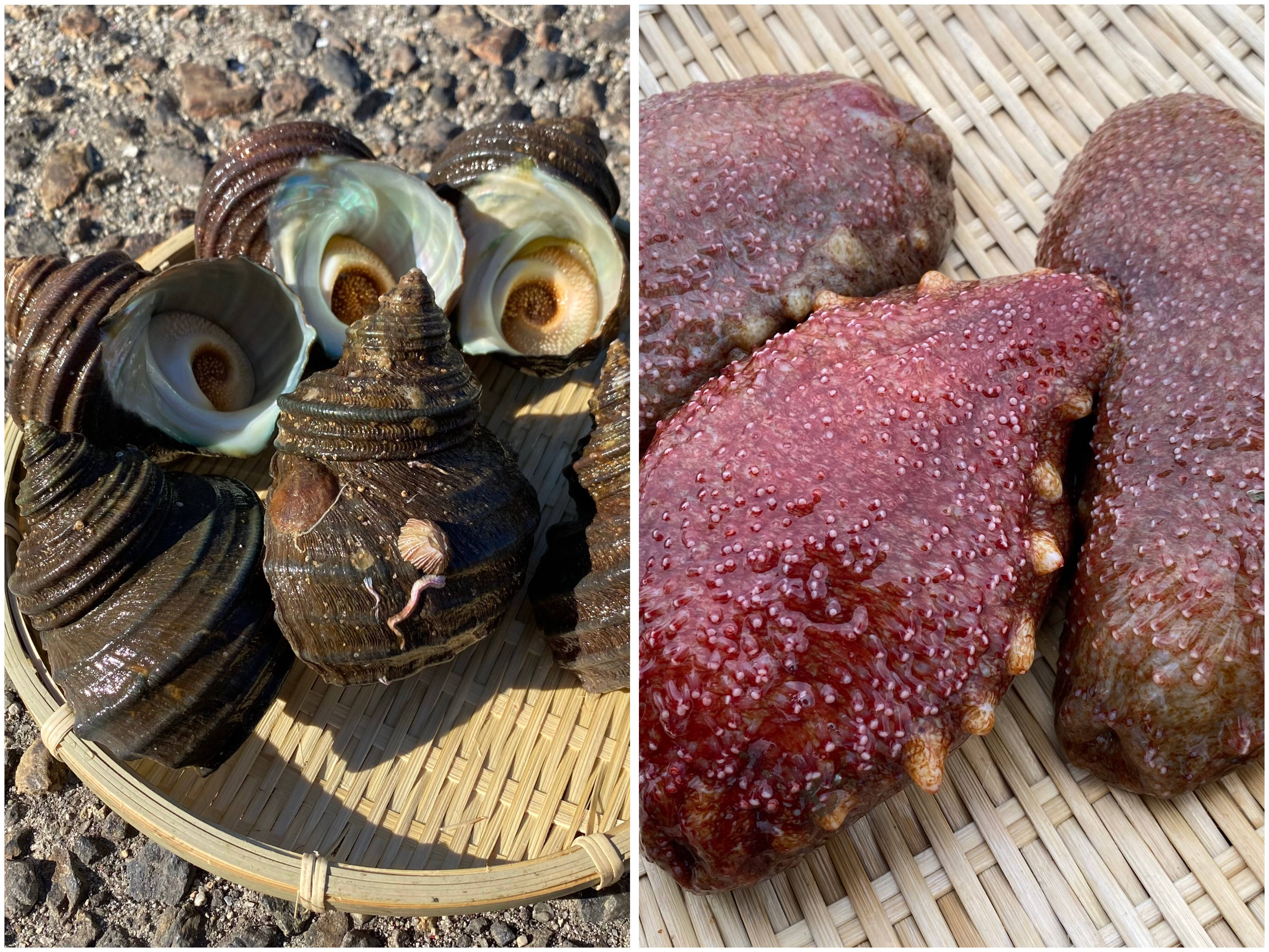 江田島産】赤ナマコとサザエのセット：広島県産のその他水産物｜食べ