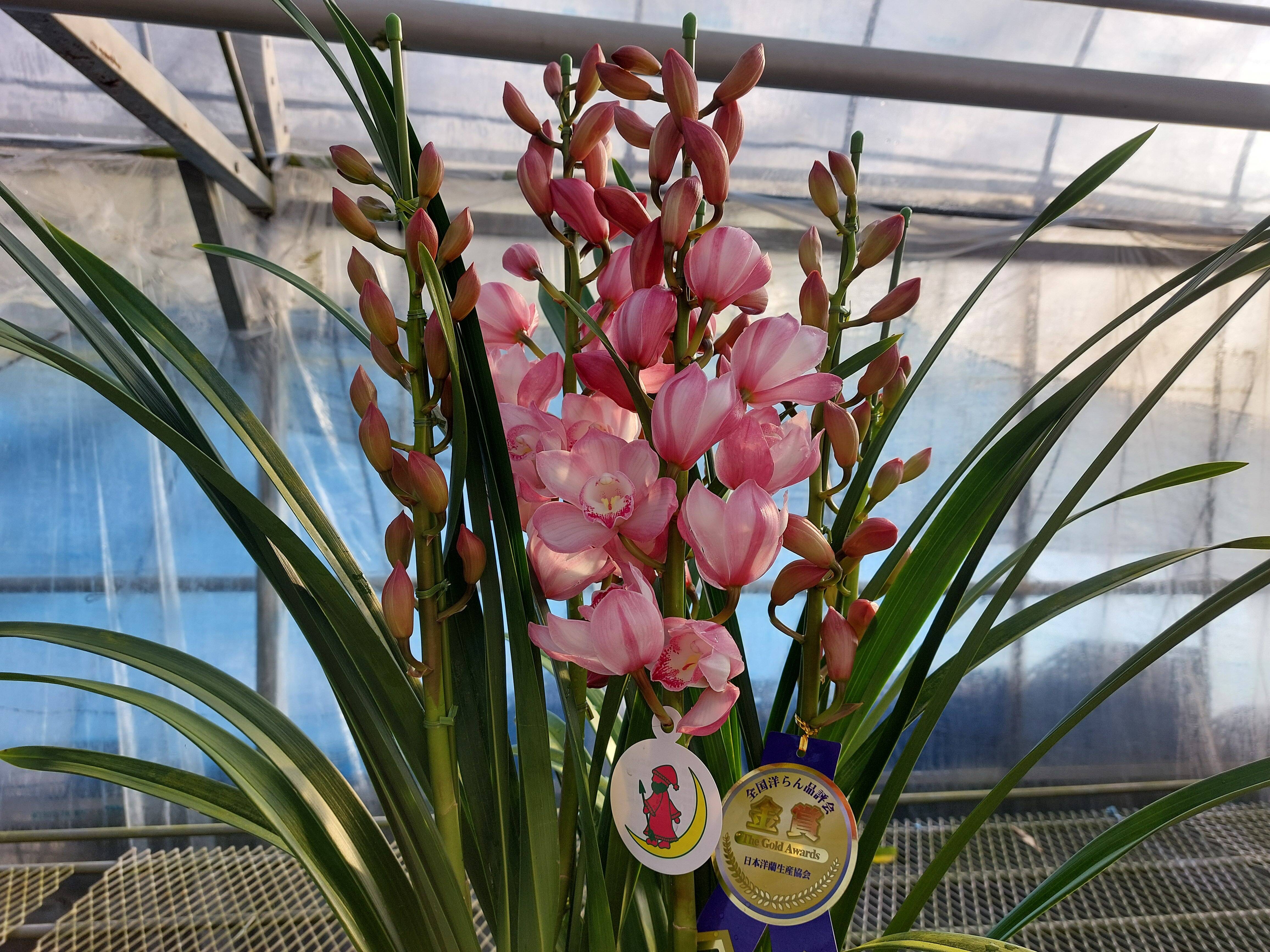 Ikumi様 希少 ブラジル ヒメヤシ バルーン陶器鉢 植え込み発送 Ikumi様