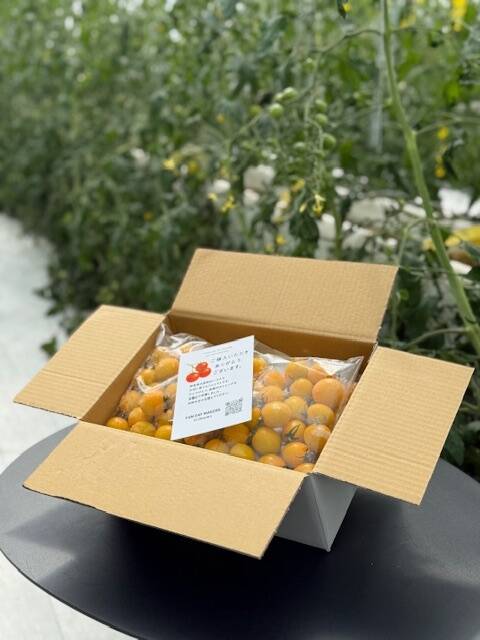 数量限定】黄金色のミニトマト「イエローミミ」｜福島県大熊町産｜太陽