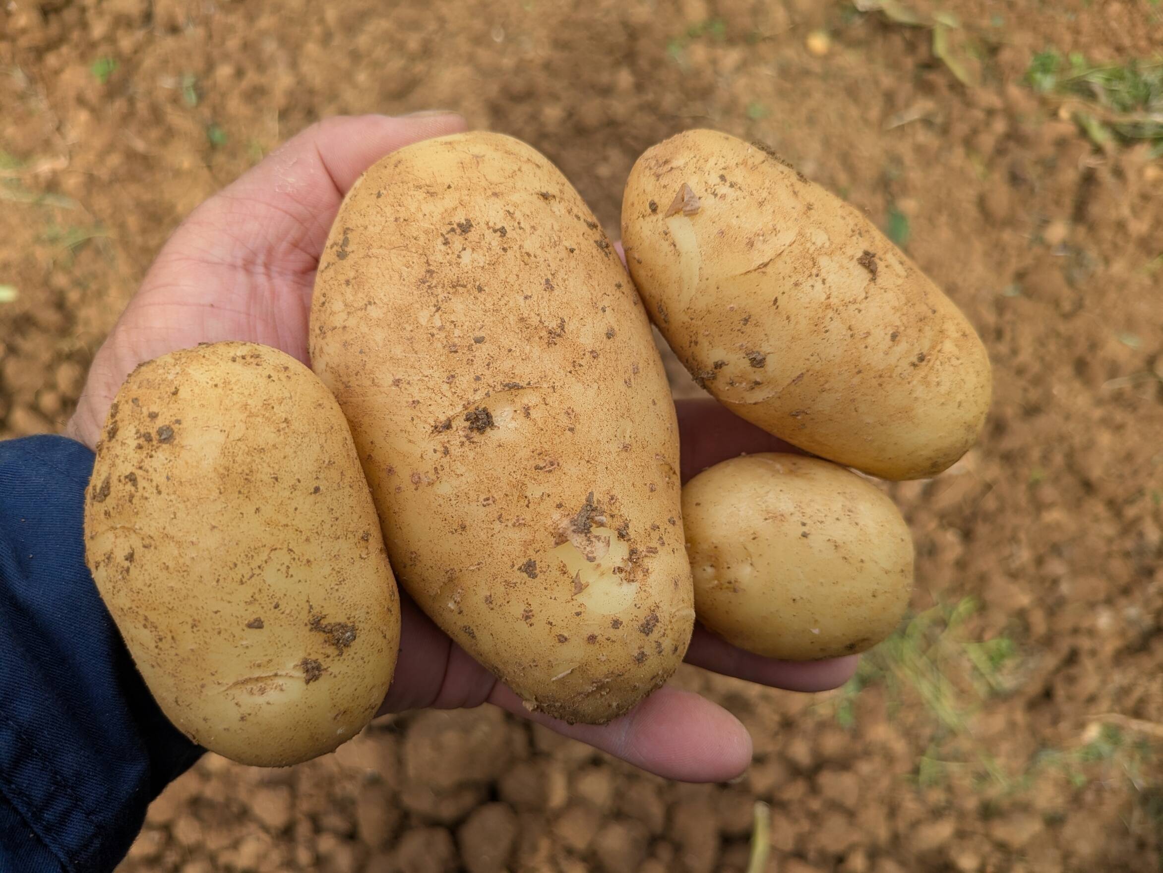 沖永良部島産じゃがいも 5キロ：鹿児島県産のホッカイコガネ｜食べ