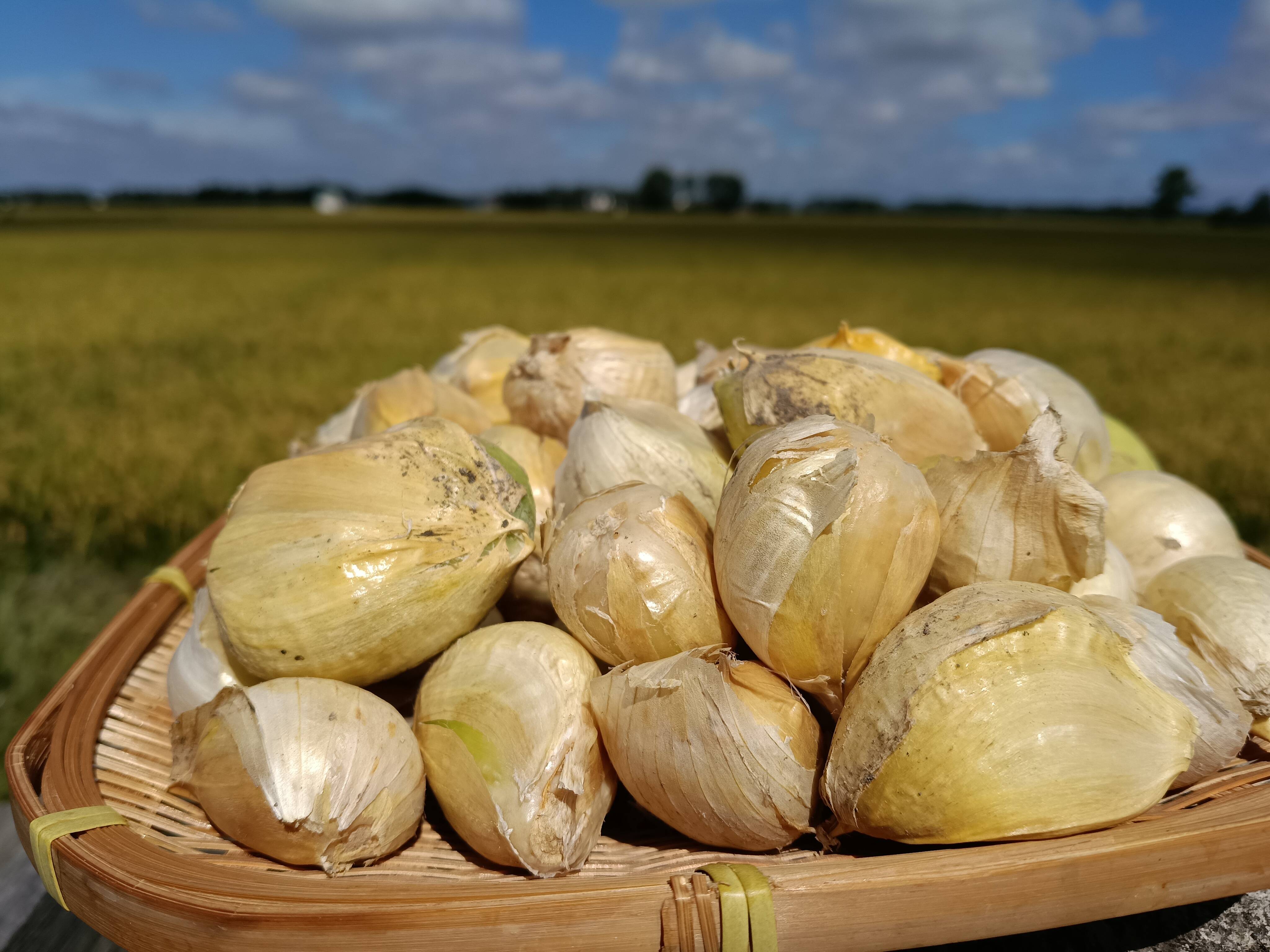 北海道産 ジャンボバラにんにく 1㎏：北海道産のジャンボにんにく