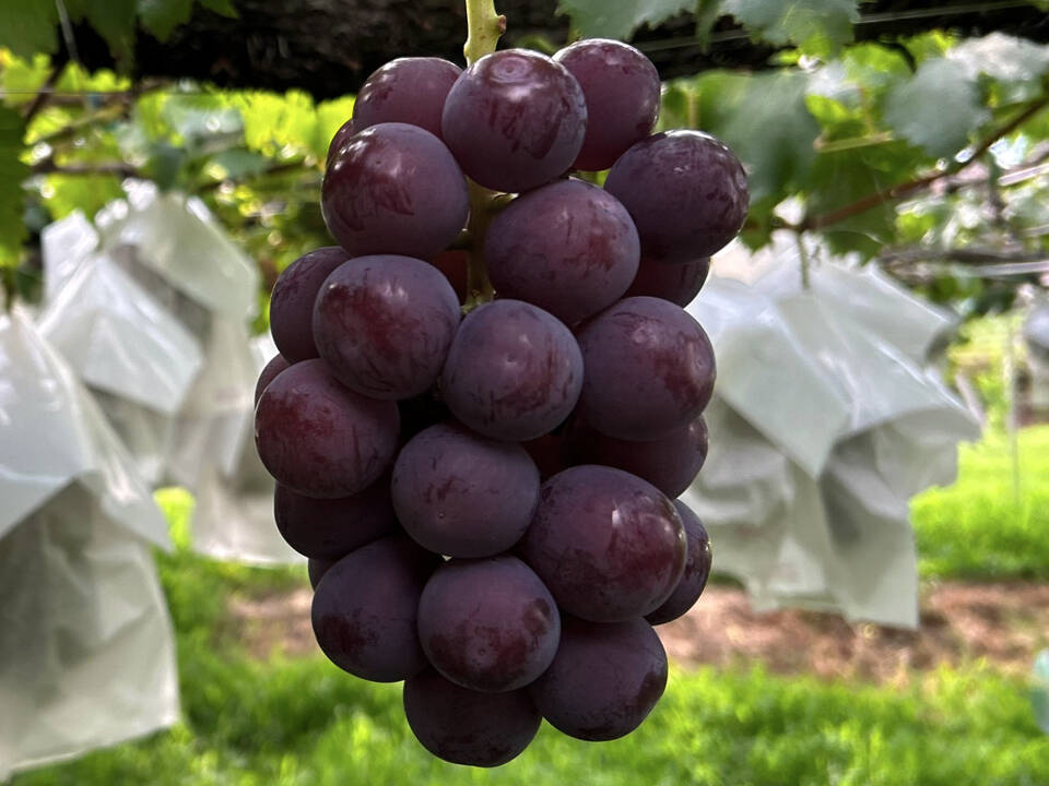 山梨県産】ピオーネ(種無し)1kg（2〜3房）【クール便】【熨斗対応可