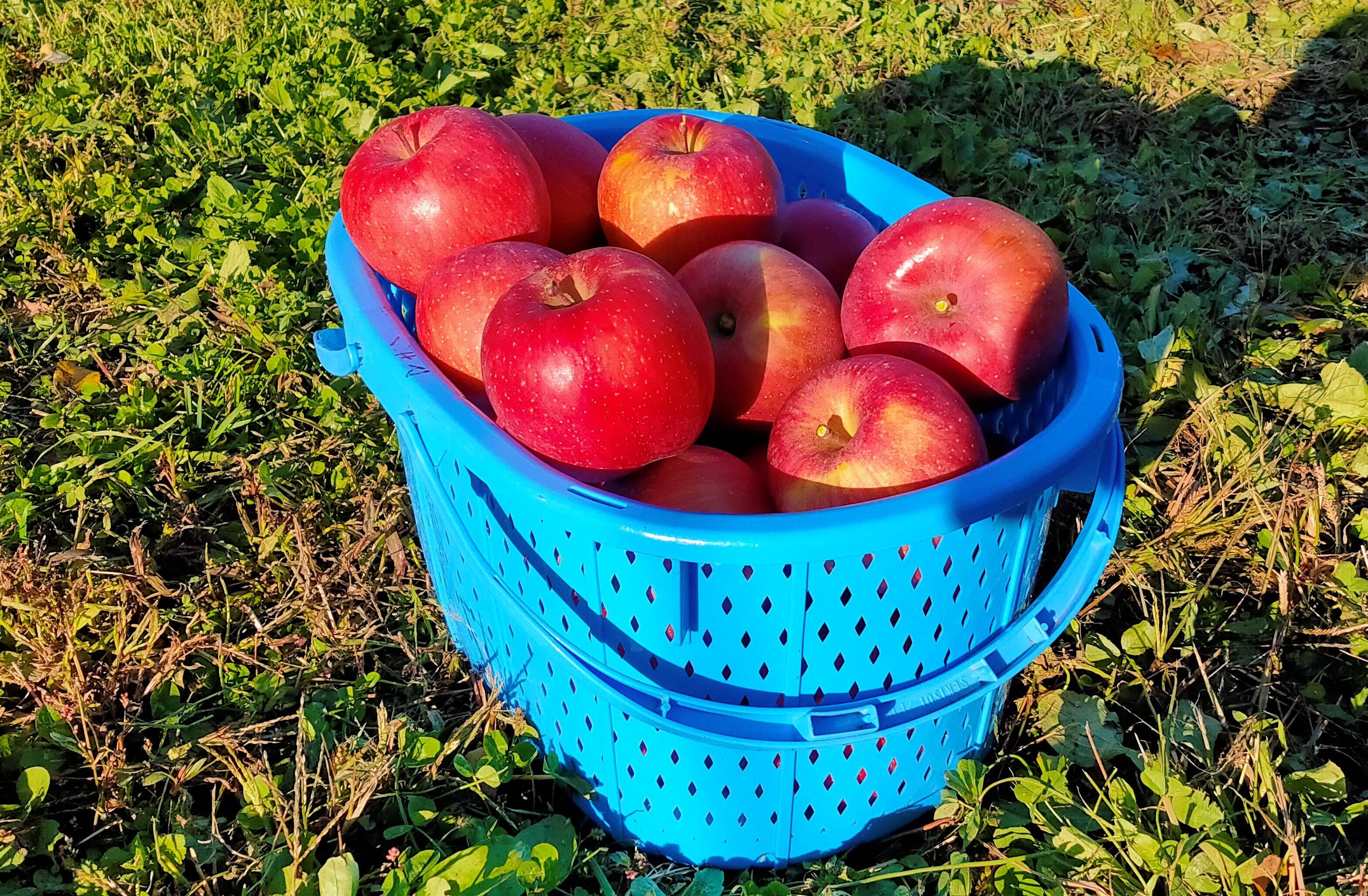 ネモフィラ様　長野県産サンふじ　3段箱です 当園人気No.1！！シャキッとした歯ごたえの長野県産サンふじ（3kg