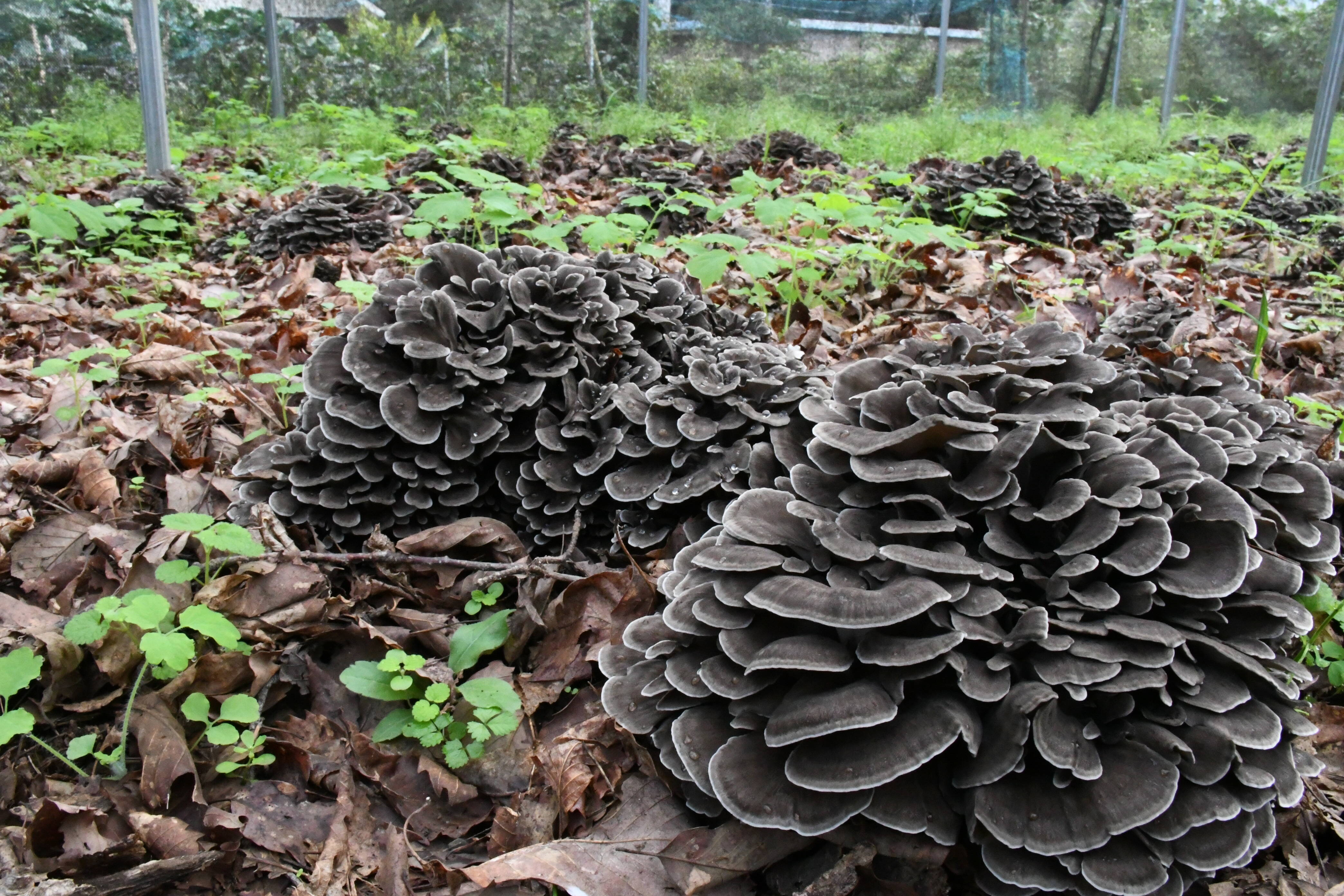 1年で3週間だけ！とれたて原木舞茸 1㎏：山梨県産のマイタケ｜食べ
