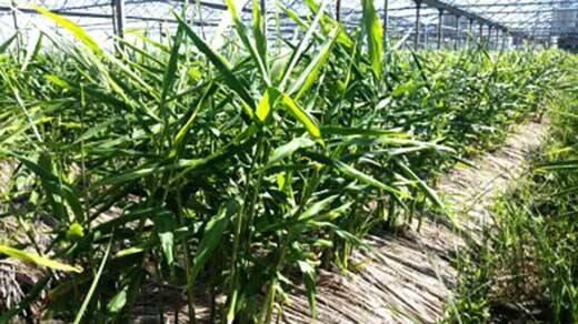 熟成囲い生姜！！（6kg）：長崎県産のその他薬味・スパイス