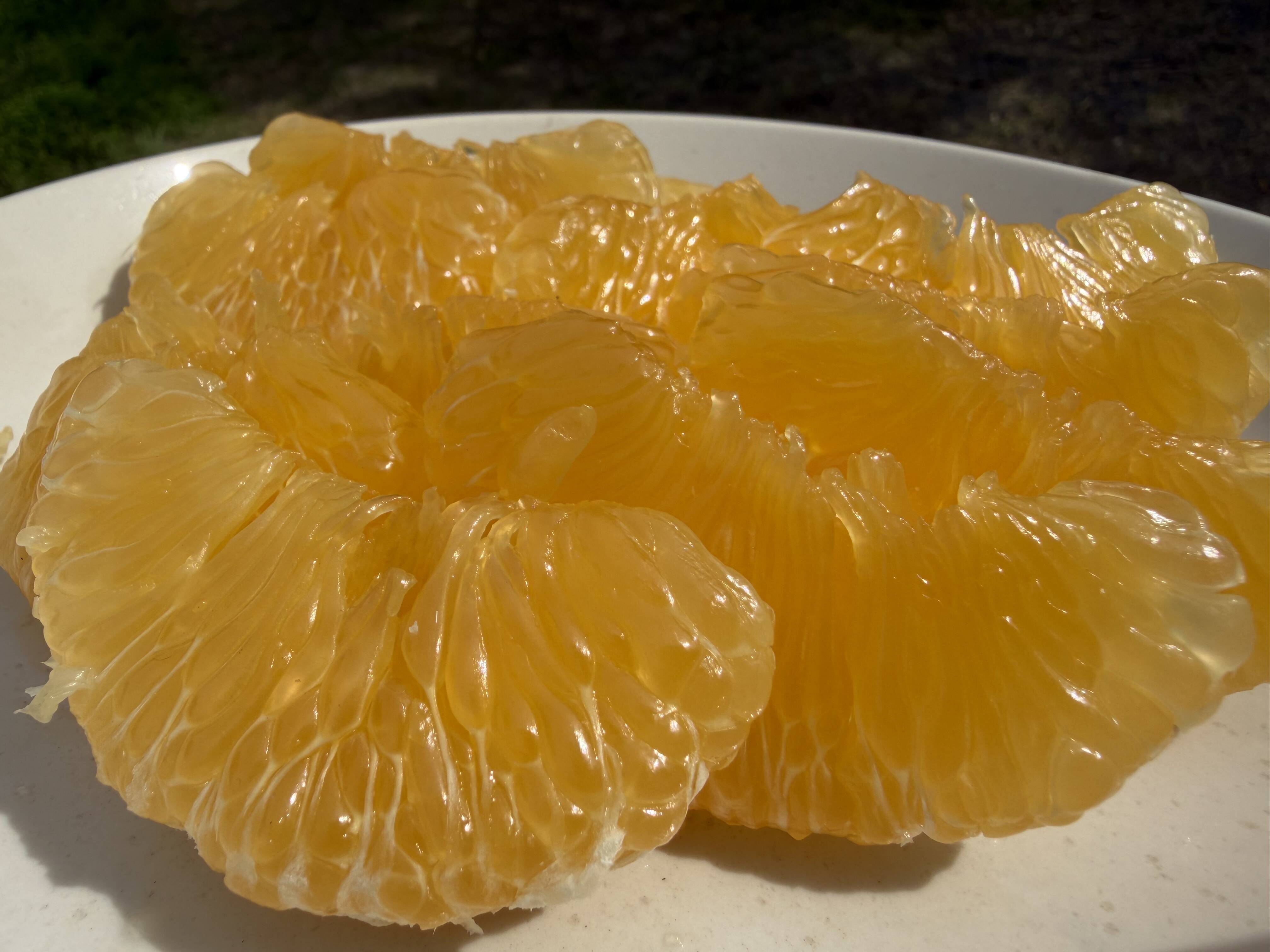 やみつき❗️甘夏みかん🍊自然栽培・肥料農薬不使用・安心安全！10kg