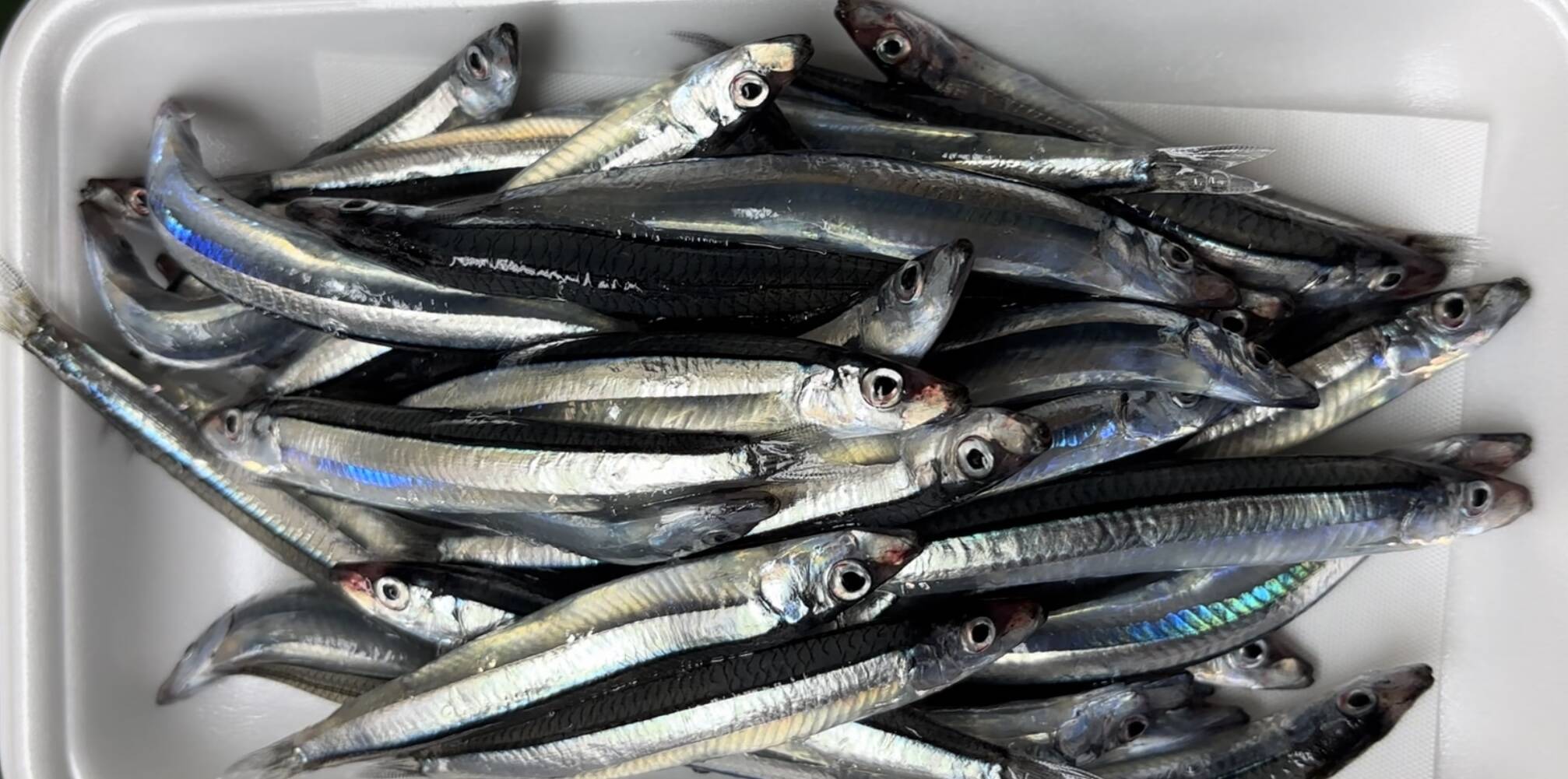 超新鮮‼️冷凍！きびなご！180g×5袋 キビナゴ きびな子：徳島県産のきびなご｜食べチョク｜産地直送(産直)お取り寄せ通販 -  農家・漁師から旬の食材を直送