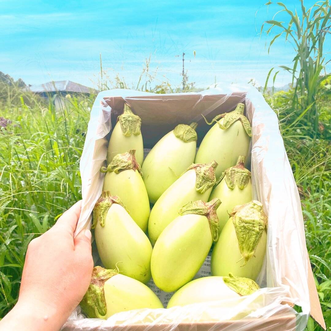 なすび 682842887abb43c5731bae169ce4e2