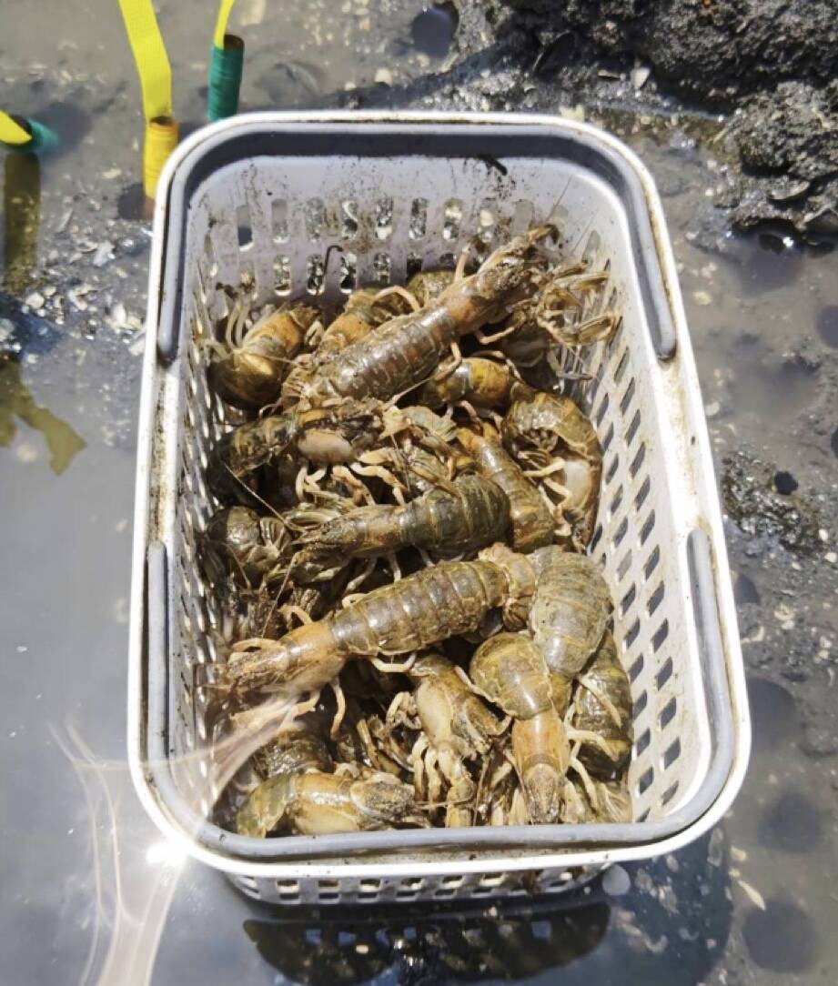 数量限定!】有明海産の極上珍味!アナジャコ、マジャク、シャク!漁師 数量限定!】有明海産の極上珍味!アナジャコ、マジャク、シャク!漁師