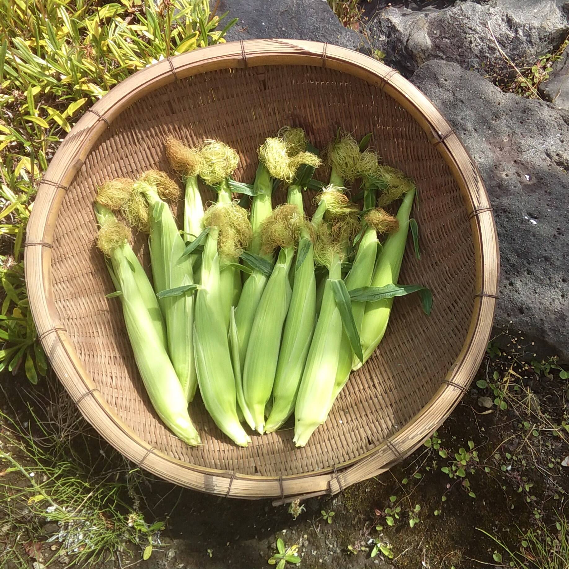 皮付きヤングコーン１kg - 野菜