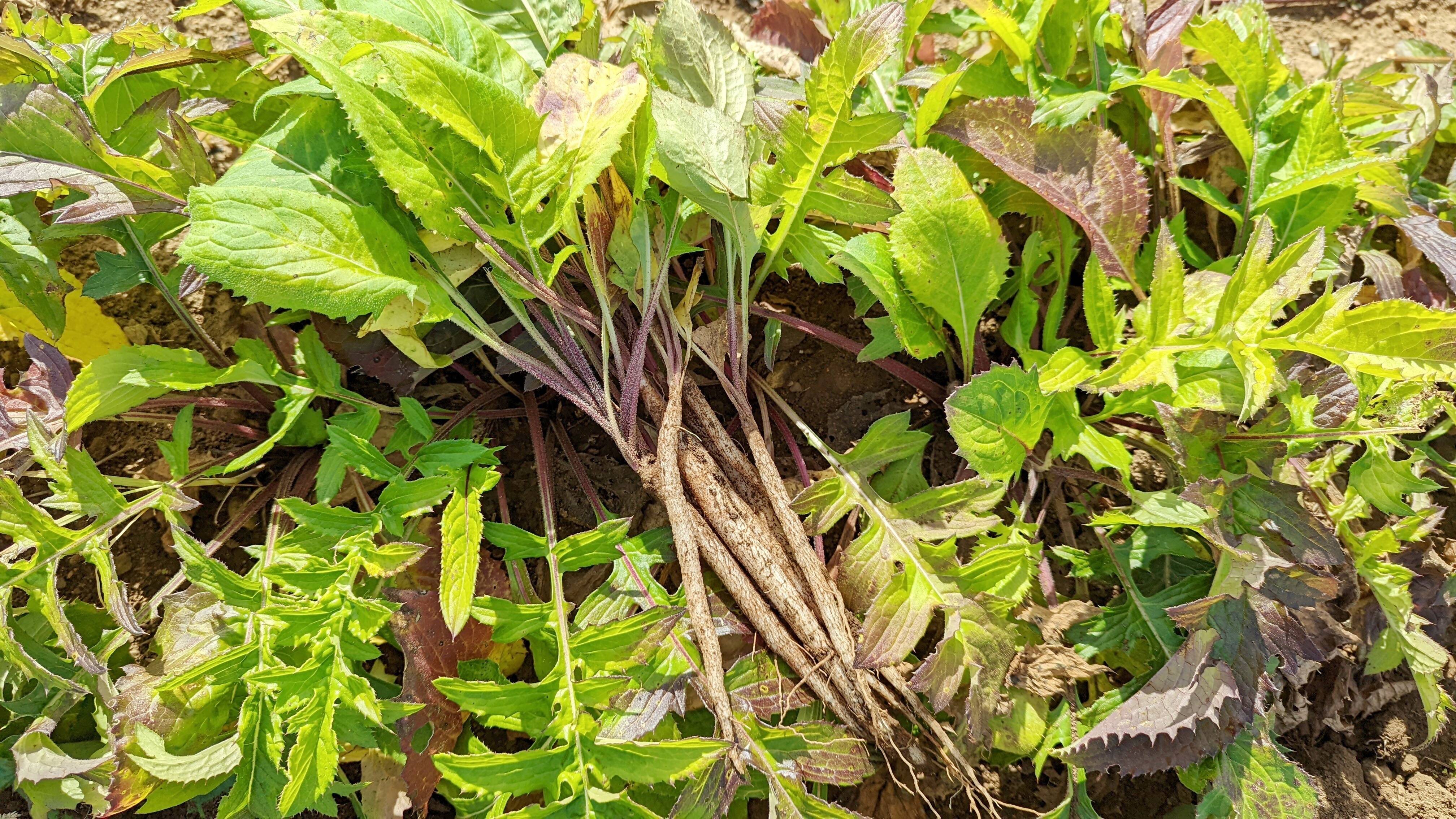 飛騨 美濃伝統野菜 香り豊かな 菊ごぼう 無選別 300g 岐阜県産の野菜 食べチョク 産地直送 産直 お取り寄せ通販 農家 漁師から旬の食材を直送