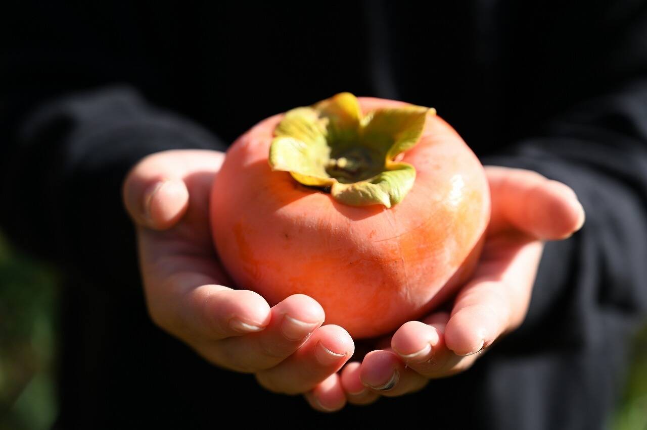 柿の王様】岐阜県産採れたて！直送富有柿(贈答用 3Lサイズ20個入