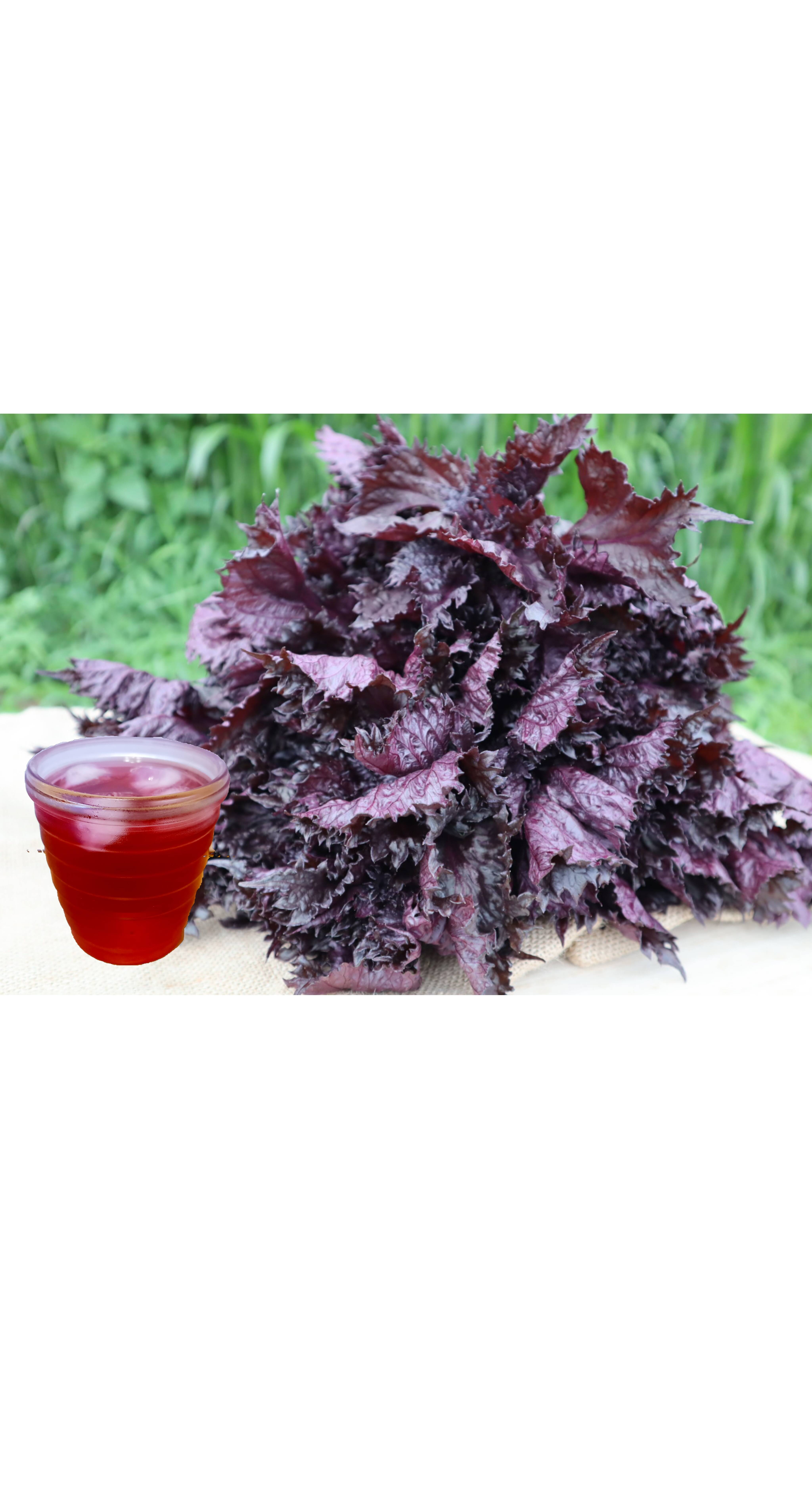 予約増量：猛暑に負けるな ♪】