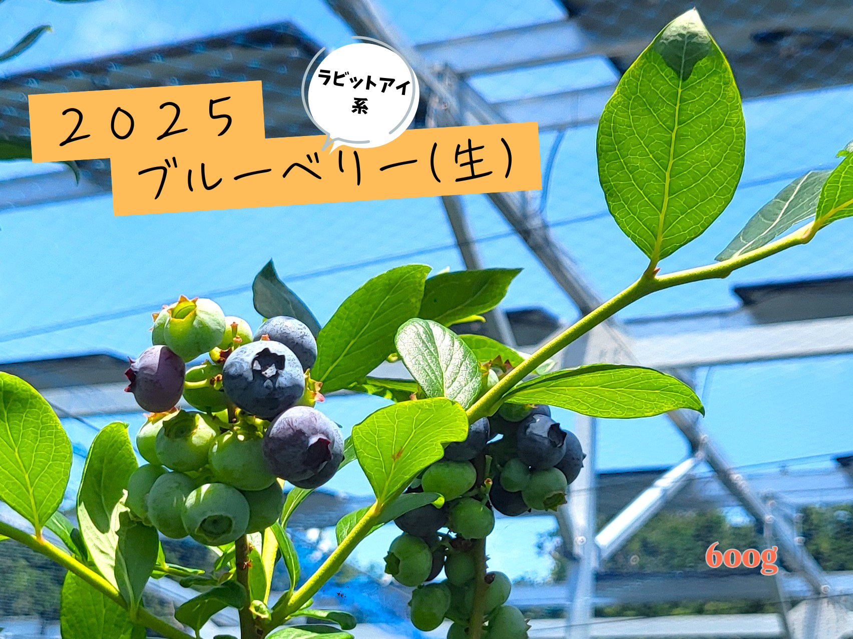 今が旬！！農薬不使用！ラビットアイ系ブルーベリー(300g×2)：静岡県