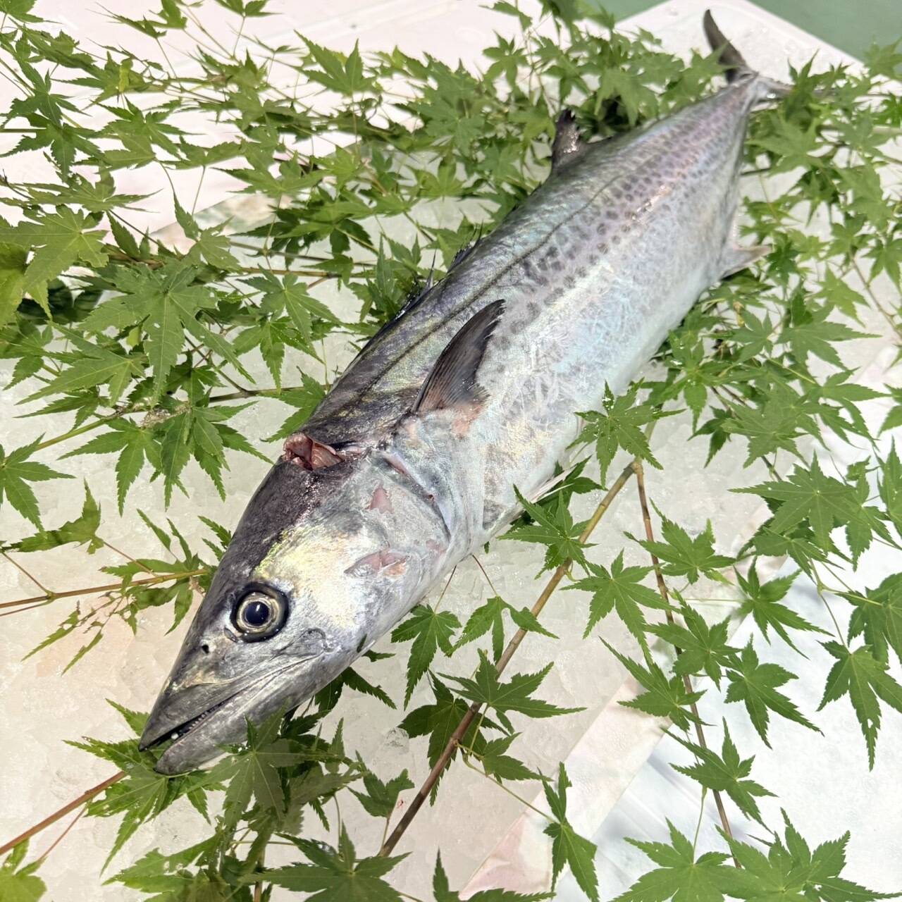 江田島産】鰆(サワラ) 2.0kg前後：広島県産のサワラ｜食べチョク｜産地