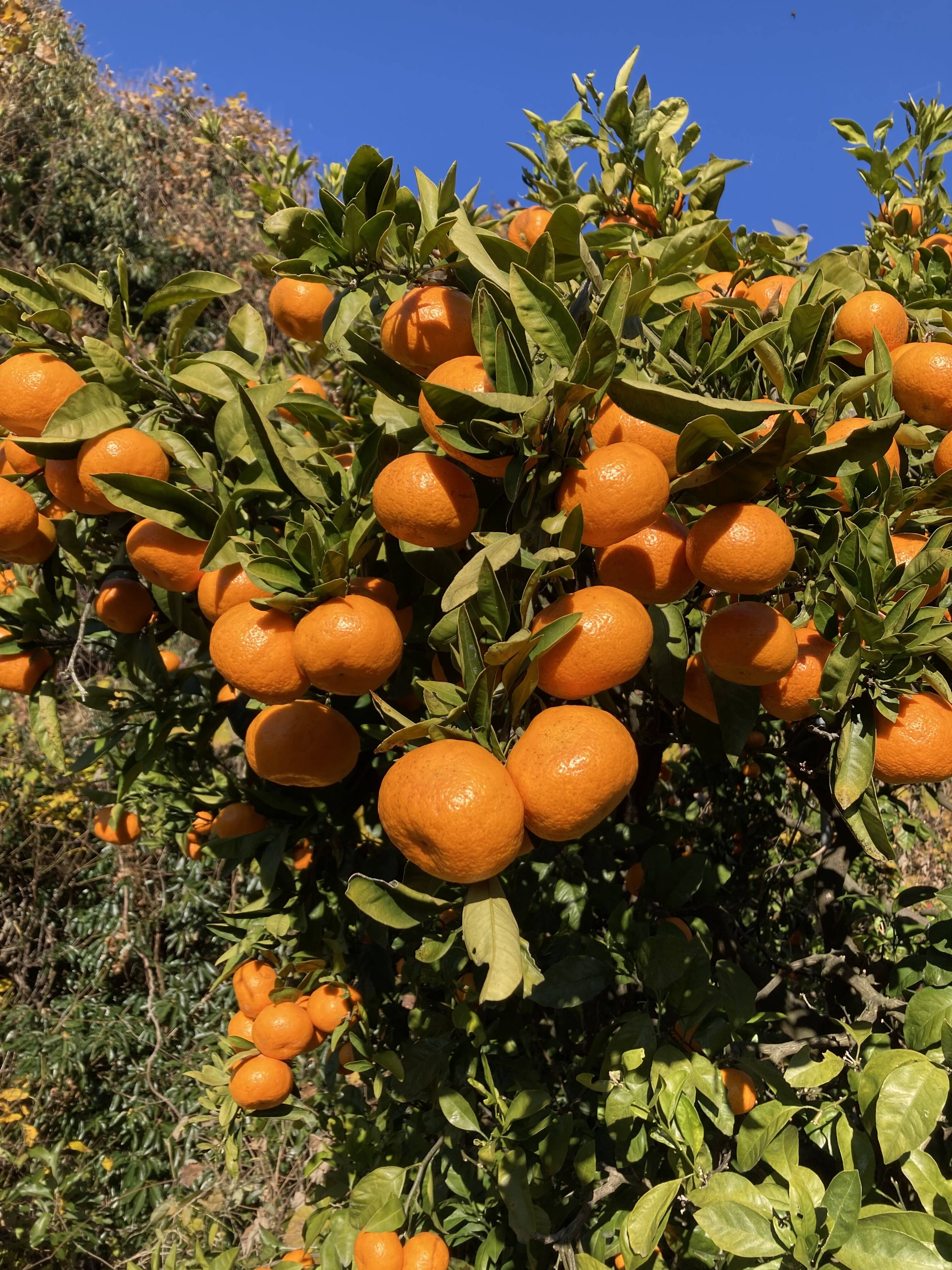 越冬完熟・濃厚・絶品】『プレミアム興津早生みかん（L玉以上）』 5kg