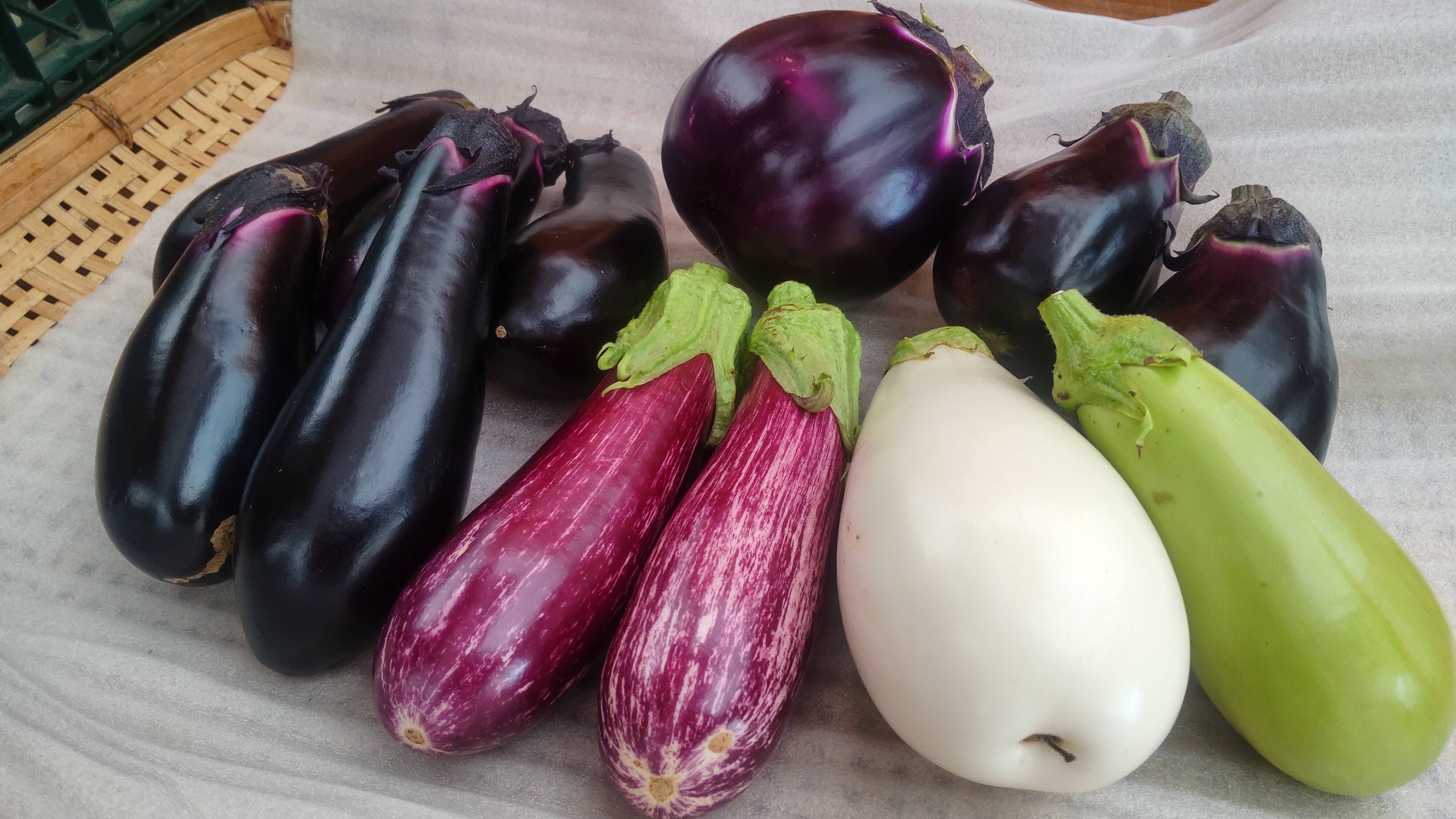 奈良からお届け～今が旬！いろんなナス食べ比べセット（計12本）：奈良