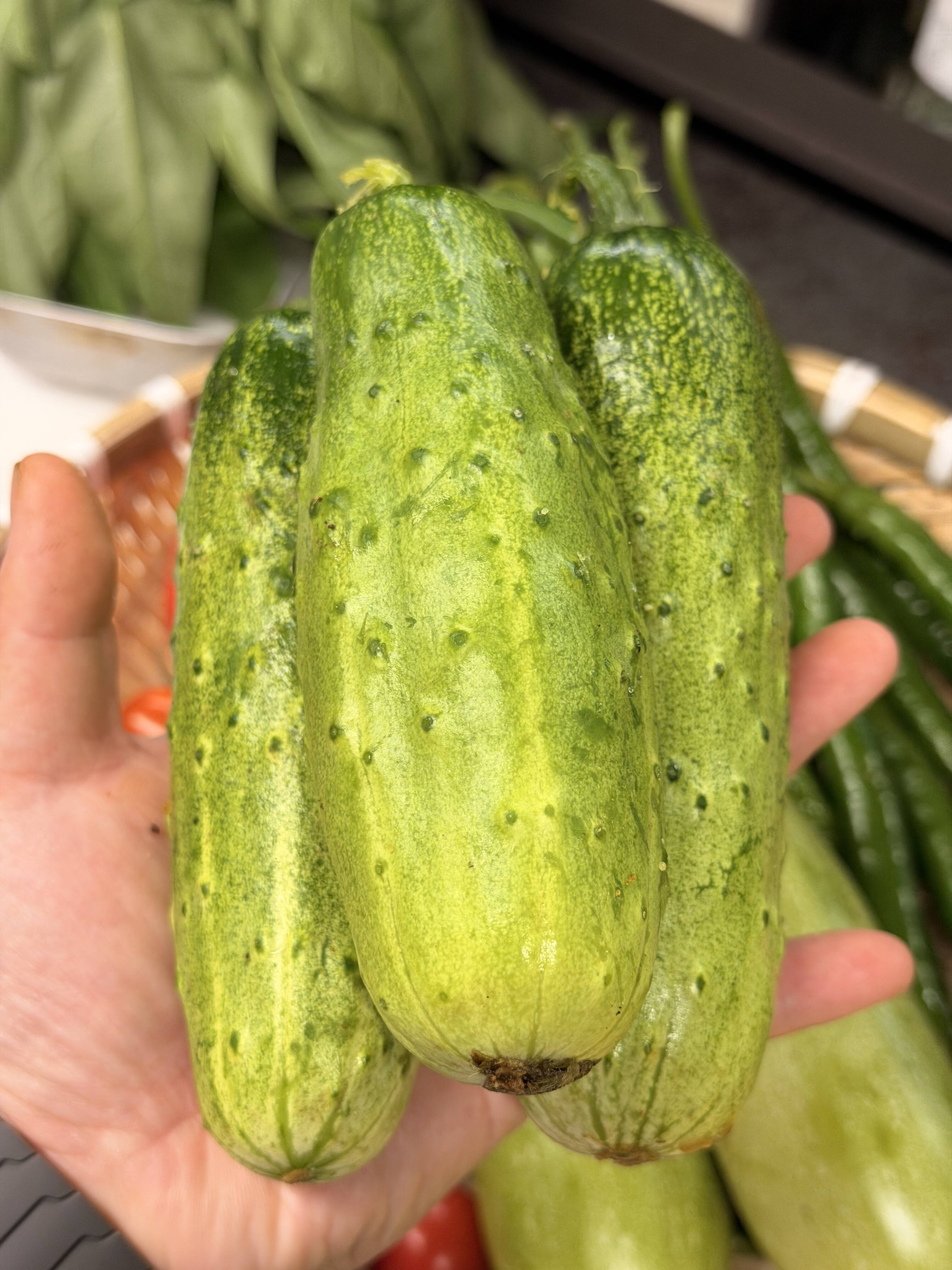 希少品種】わんぱく坊主きゅうり 500g（3~5本程度） 驚きのパリシャキ