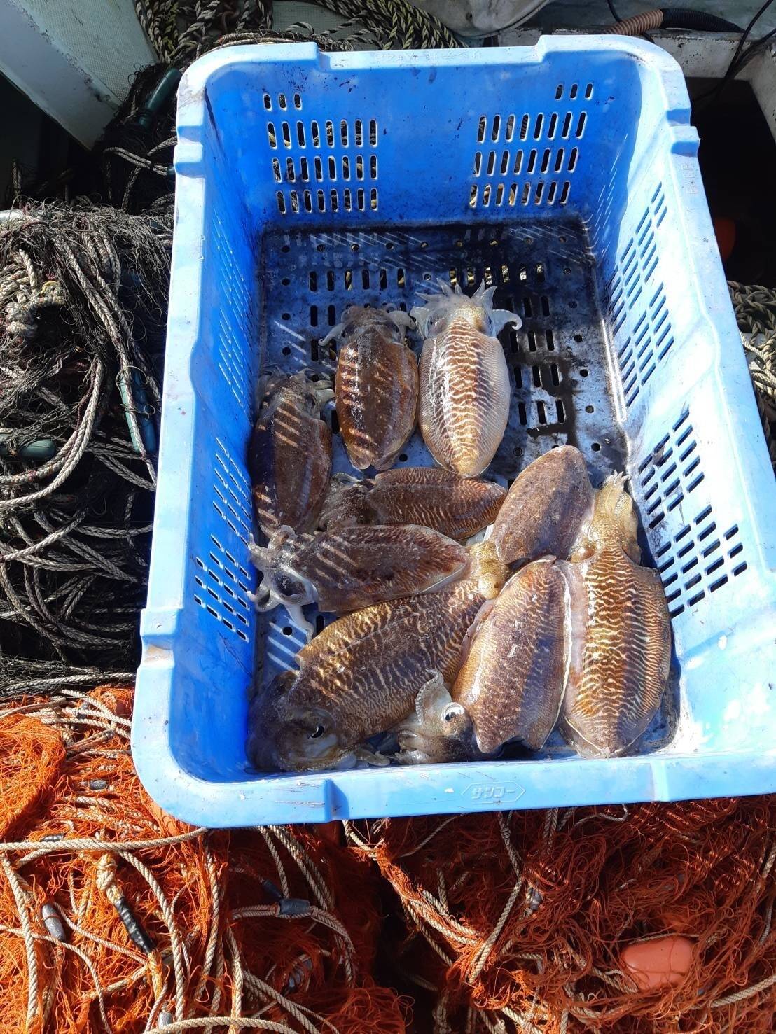 旬の甲イカ スミイカ お刺身用 福岡県産 食べチョク 農家 漁師の産直ネット通販 旬の食材を生産者直送