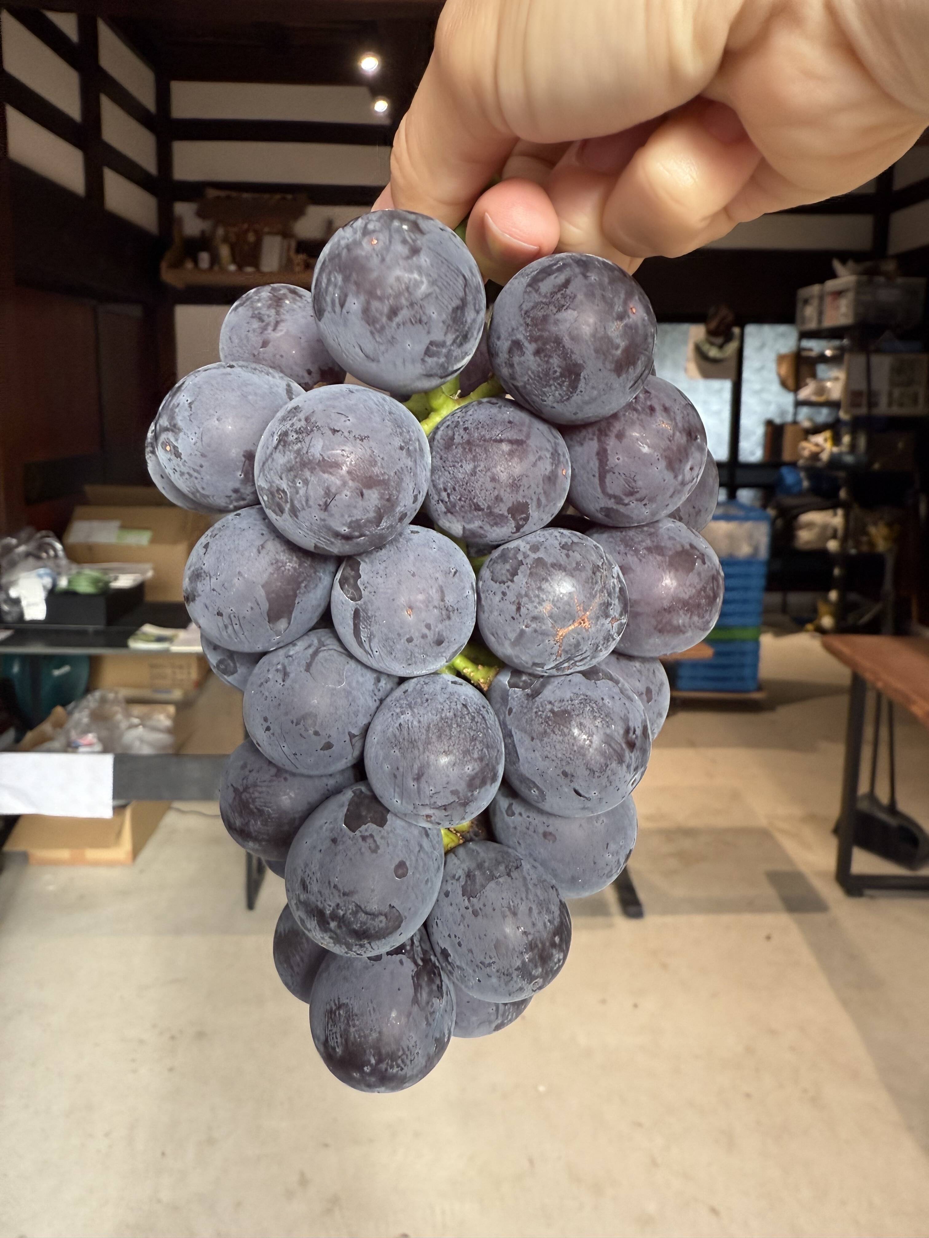 朝どれ】【採れたて新鮮！！】あづましずく約1kg：富山県産のあづま