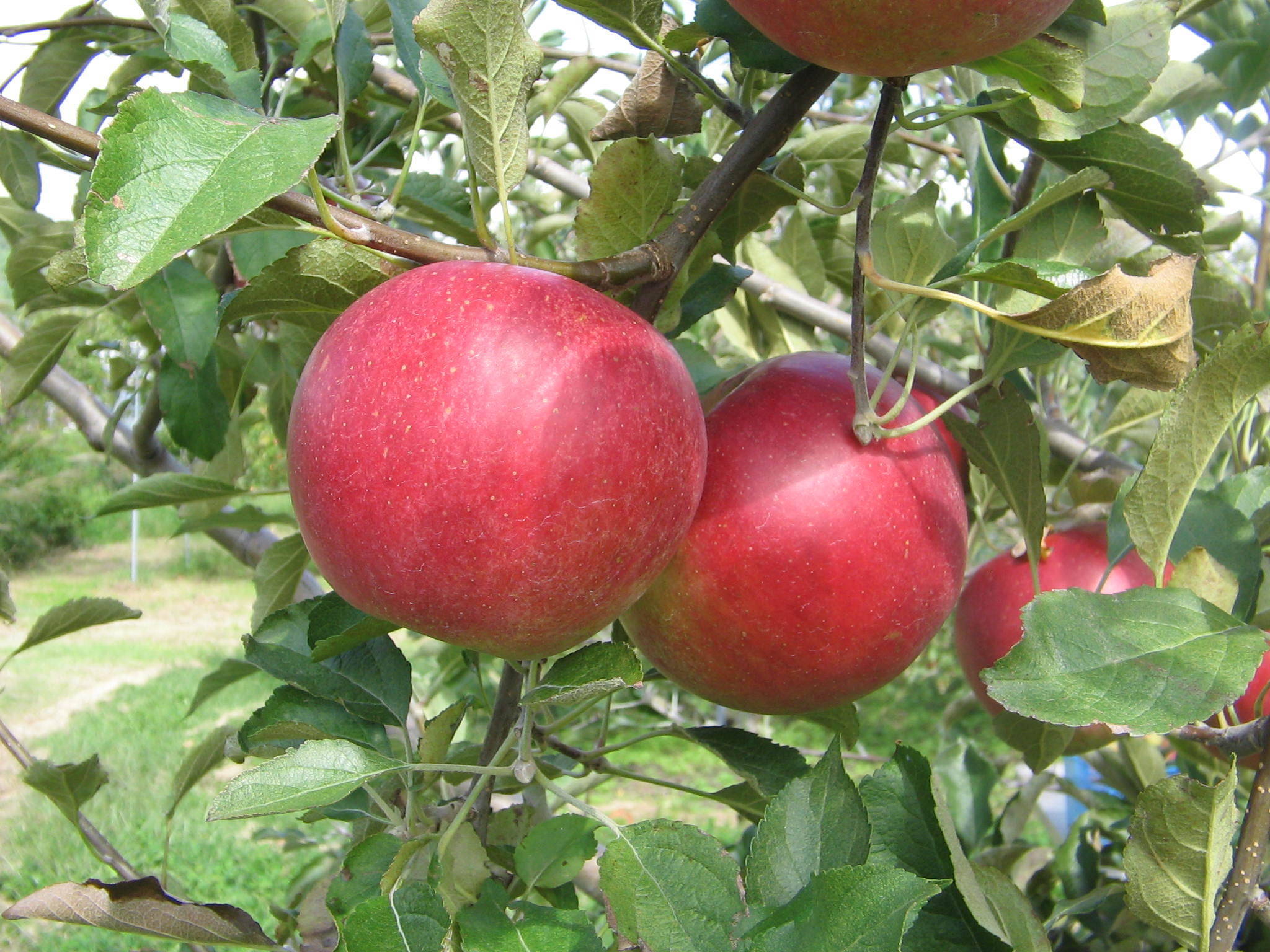 予約販売・数量限定】長野県産りんご2.7㎏（紅玉）（9月発送）酸味