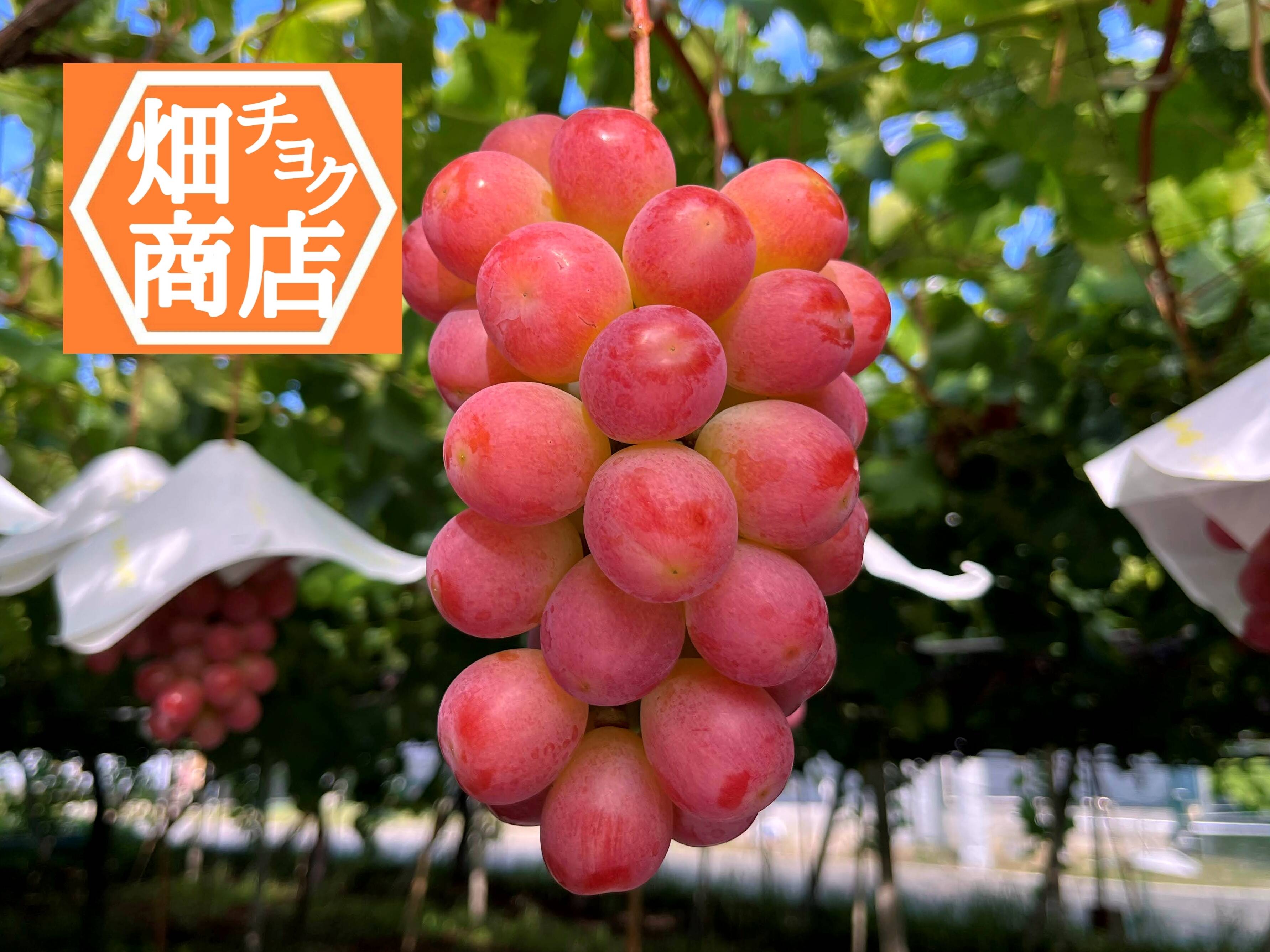 シャインマスカット二房、サンシャインレッド二房 数量限定【山梨県が開発】サンシャインレッド 2kg（4房～6房