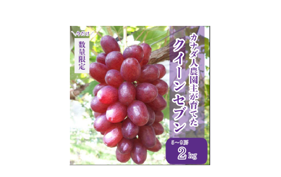 もこてぃー（クイーンセブン2キロ） もこてぃー（クイーンセブン2キロ） 楽天市場】ぶどう クイーン