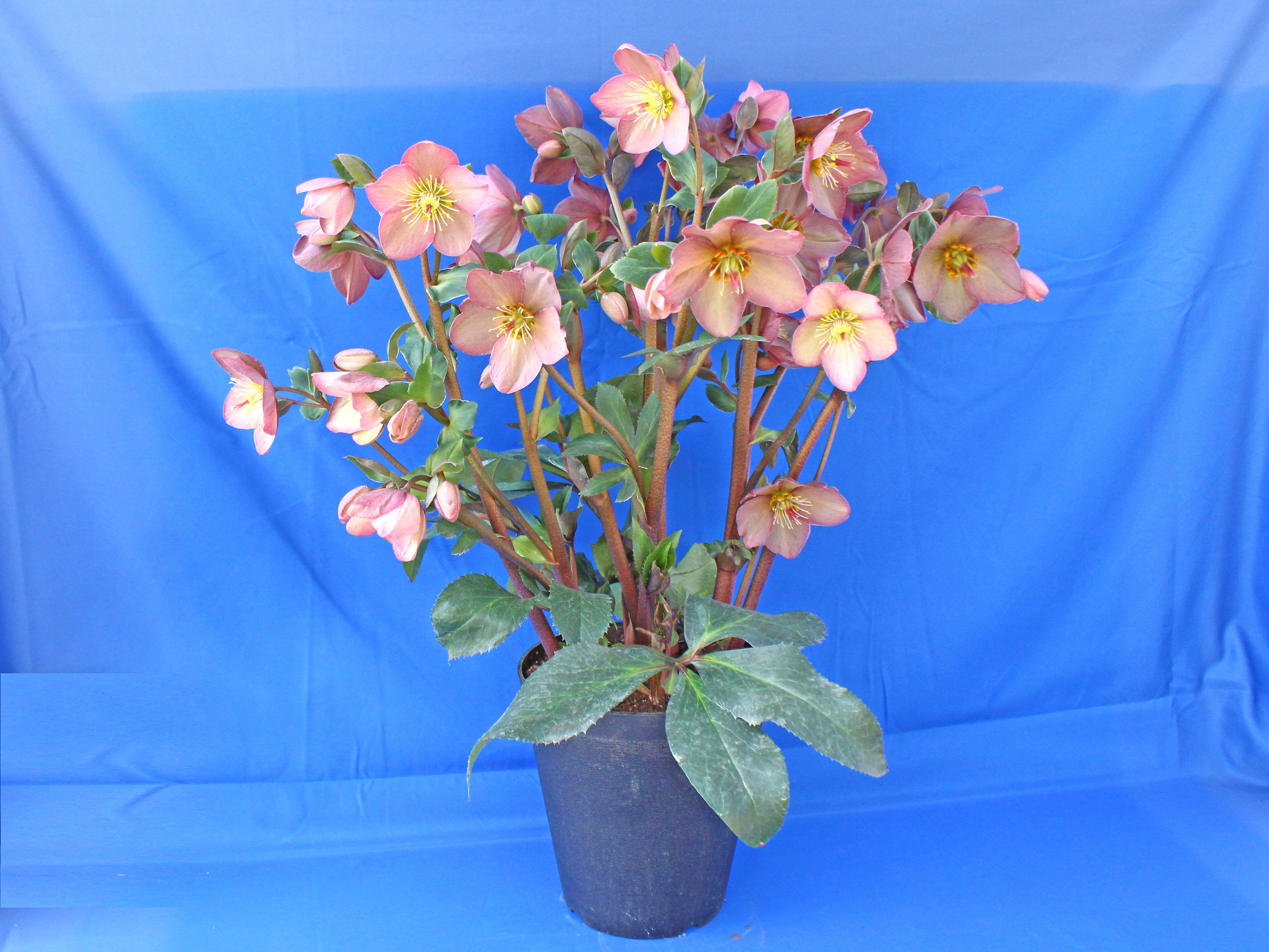 ☆高さ40cm～の大株！☆クリスマスローズ 氷の薔薇シリーズ（ピンク系