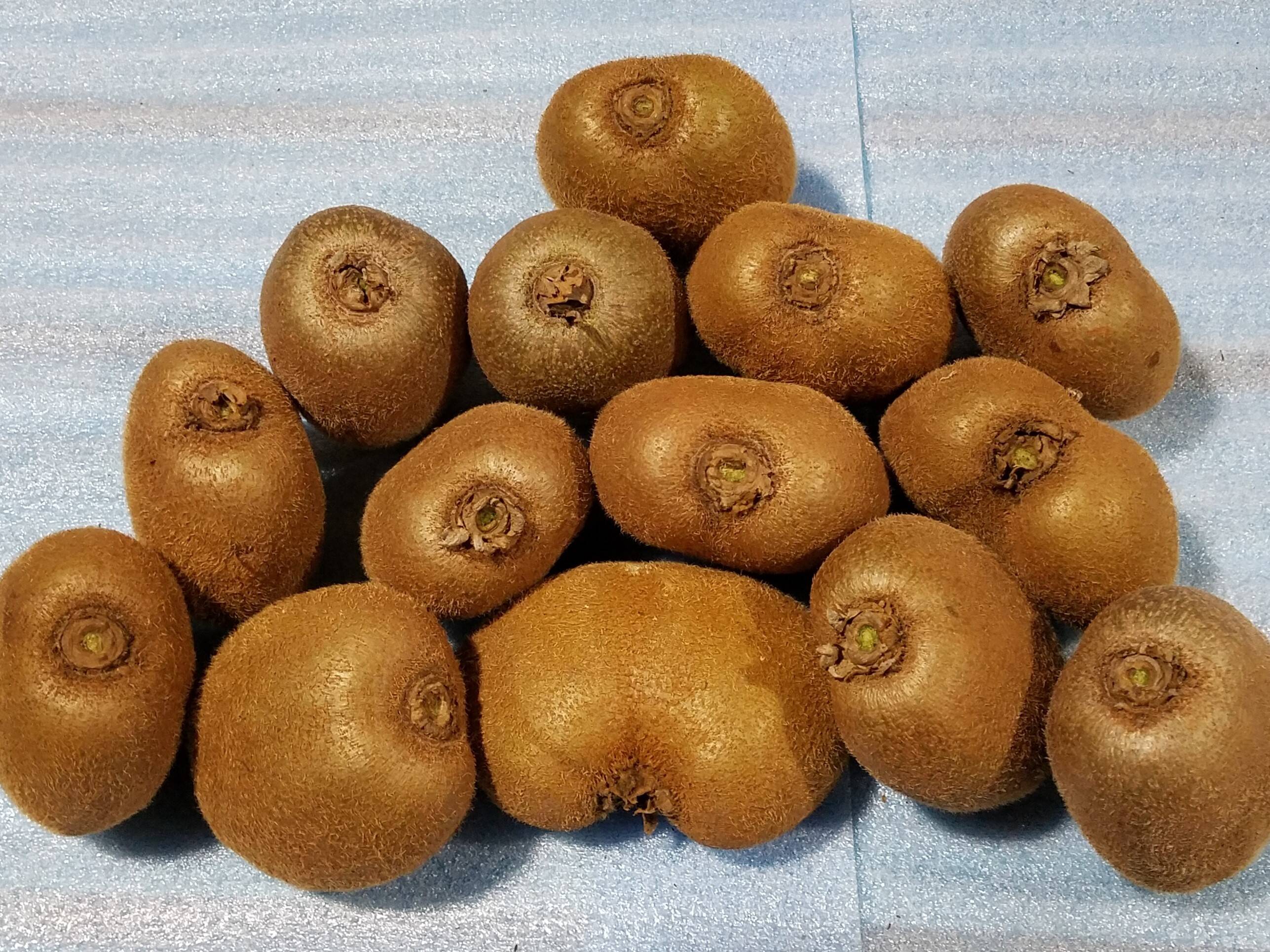 福岡県産 キウイフルーツ の枝 農家直送 農薬不使用 オーバーの