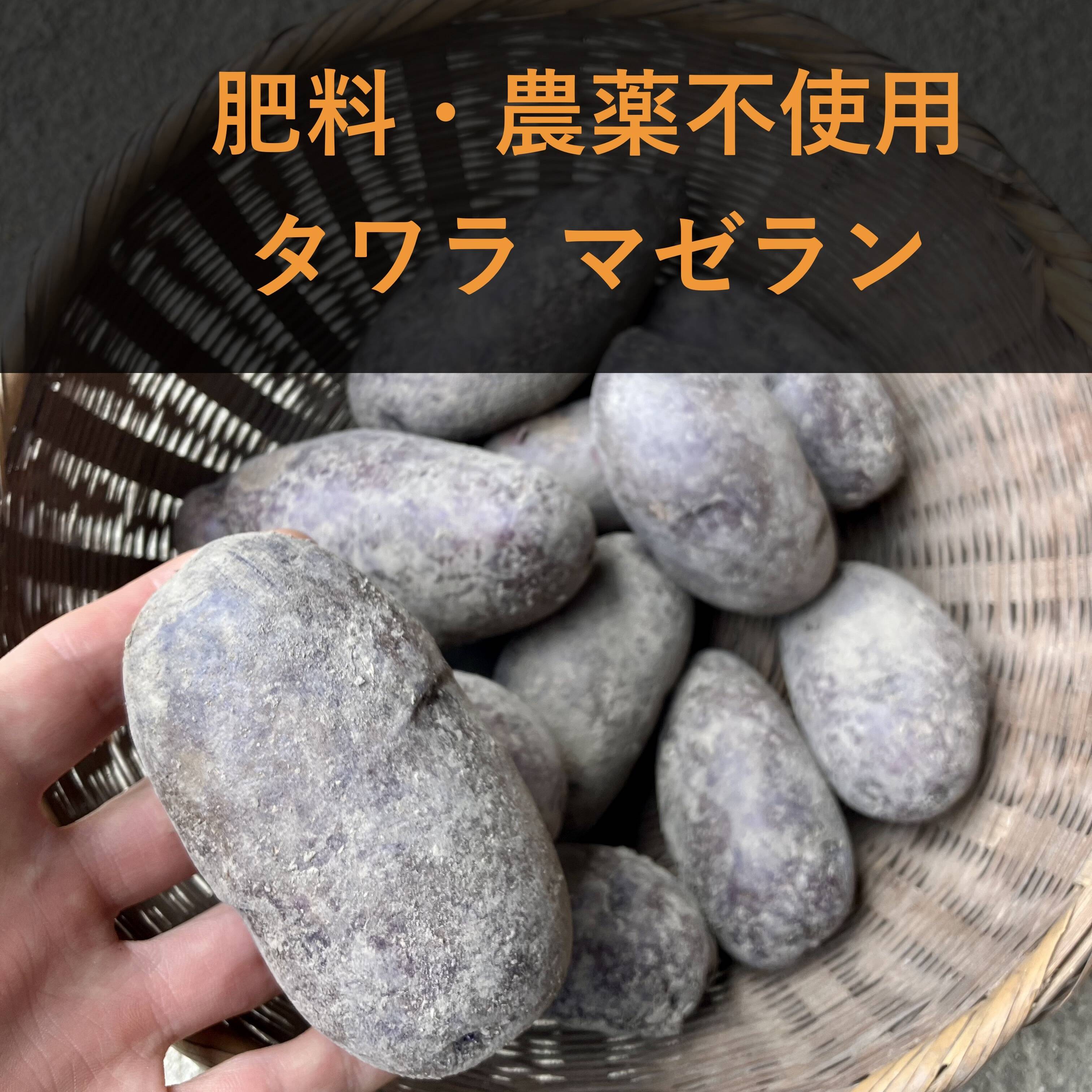 肥料農薬不使用　グラウンドペチカ　タワラマゼラン　種芋にもどうぞ◎ 肥料農薬不使用】自然栽培じゃがいも（タワラマゼラン）：広島県産の