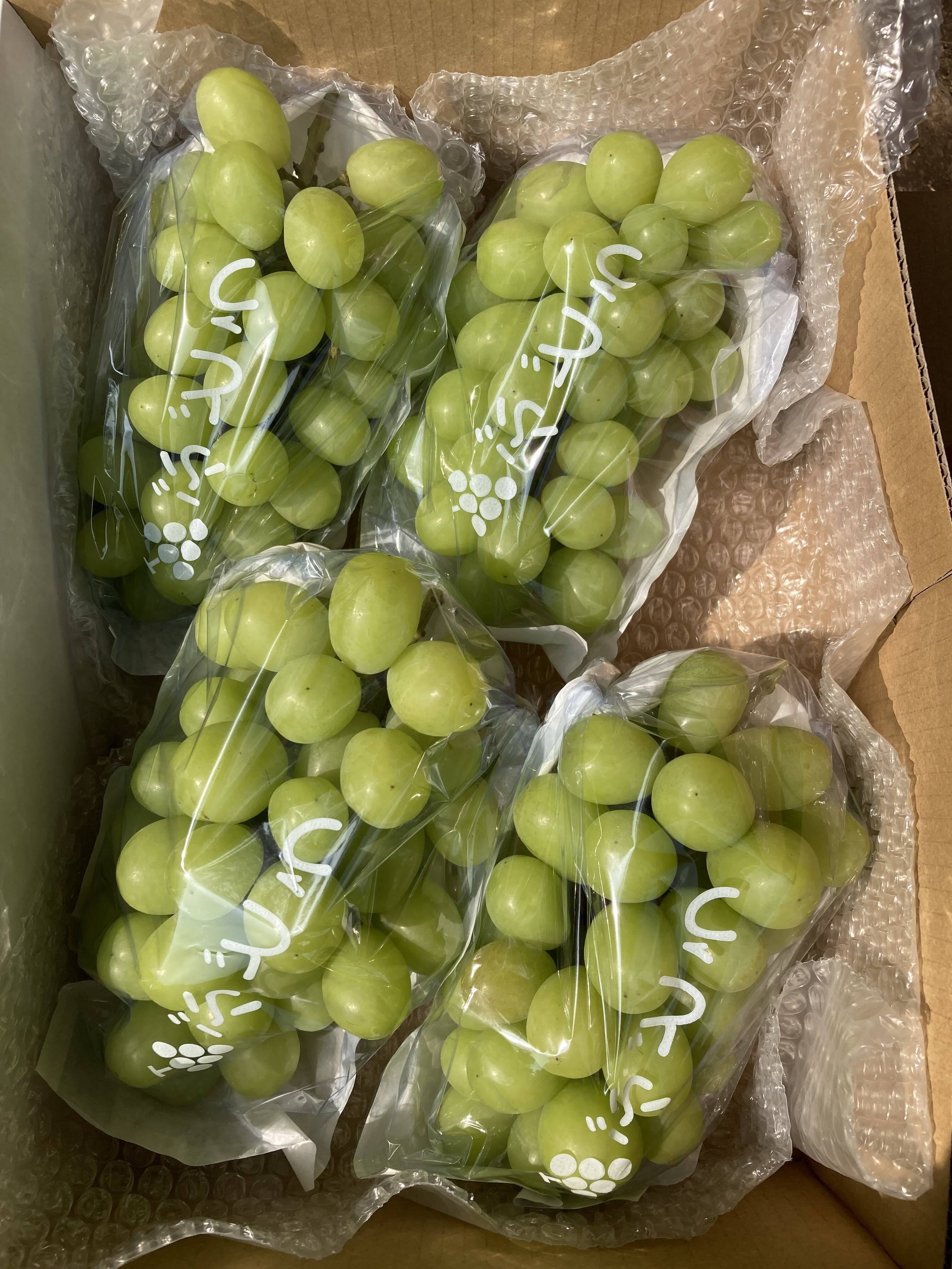 シェリーママです。シャインマスカット2kg シェリーママです。シャインマスカット2kg シェリーママです