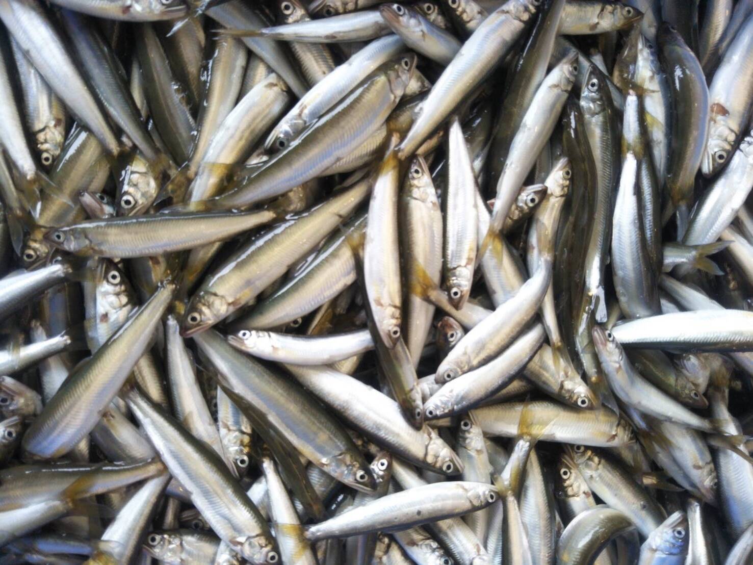 琵琶湖産 天然 小鮎 1kg 稚鮎小鮎とも 滋賀県産 食べチョク 農家 漁師の産直ネット通販 旬の食材を生産者直送