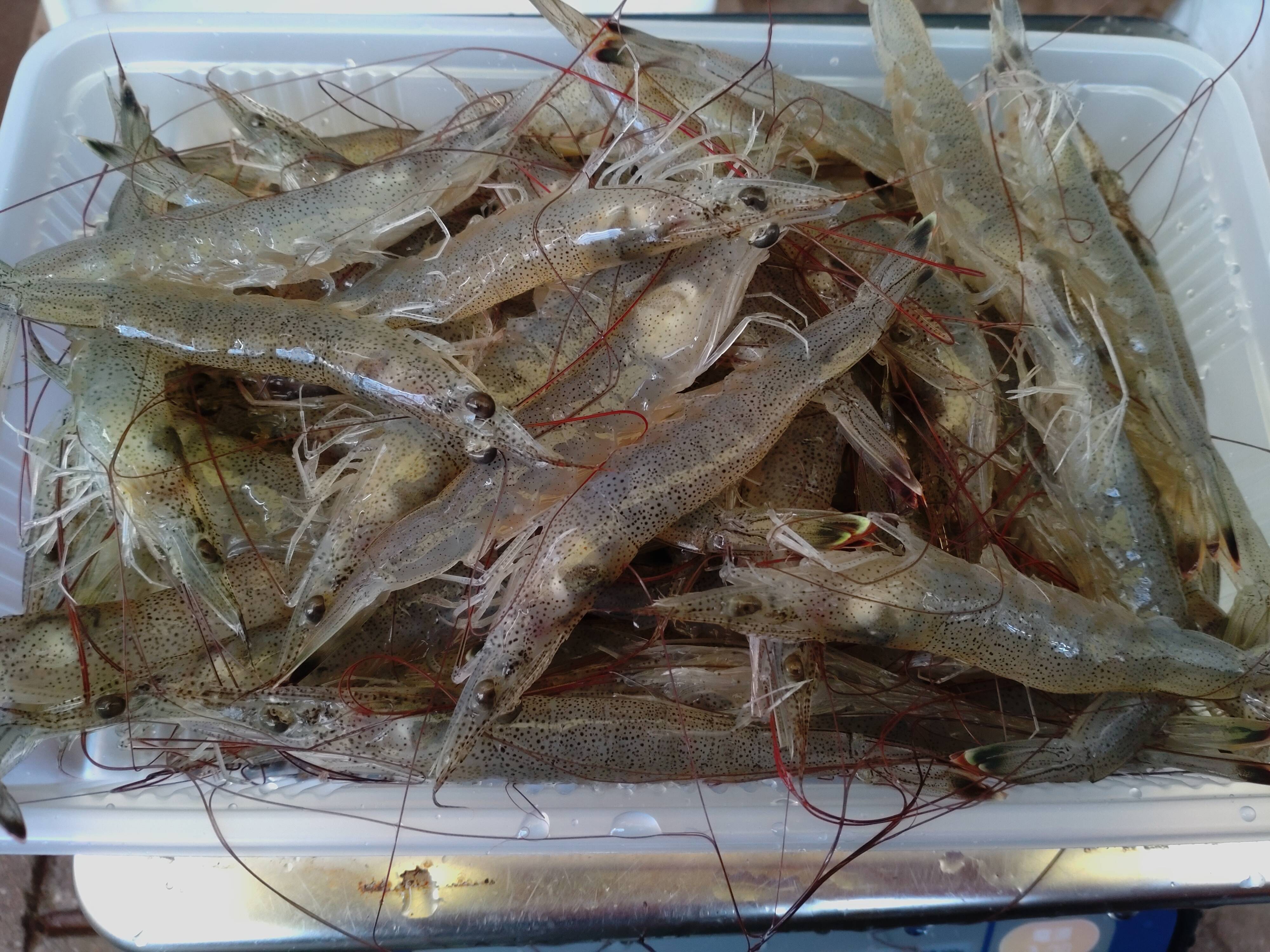 天然芝えび?お試し500グラム：佐賀県産の魚介類｜食べチョク｜産地 