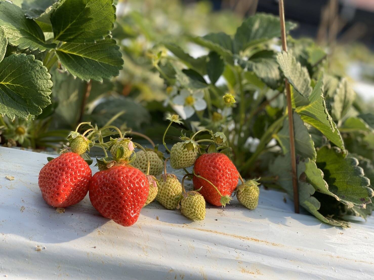 伊世いちご畑へのレビュー 商品 福岡県 食べチョク 産地直送 産直 お取り寄せ通販 農家 漁師から旬の食材を直送