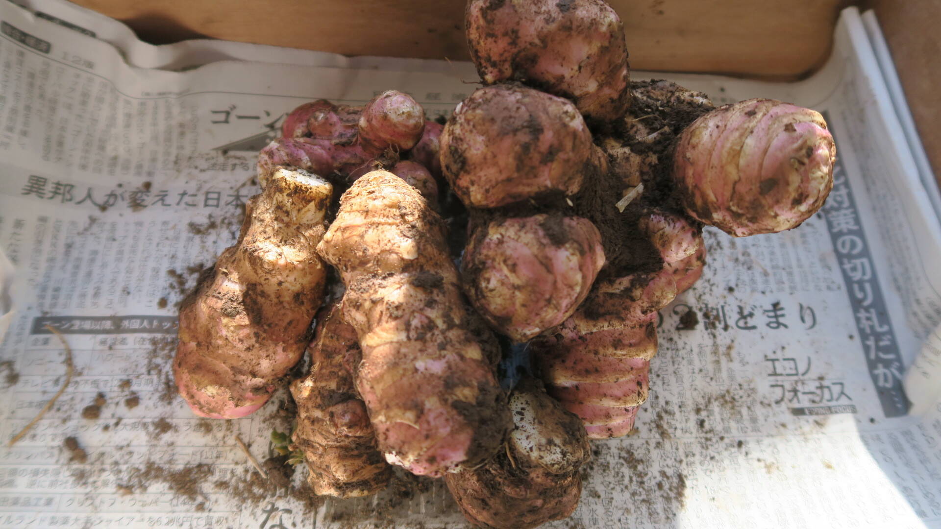 【栽培期間中　肥料＆農薬不使用】希少！ほっこりな紫菊芋(500g)